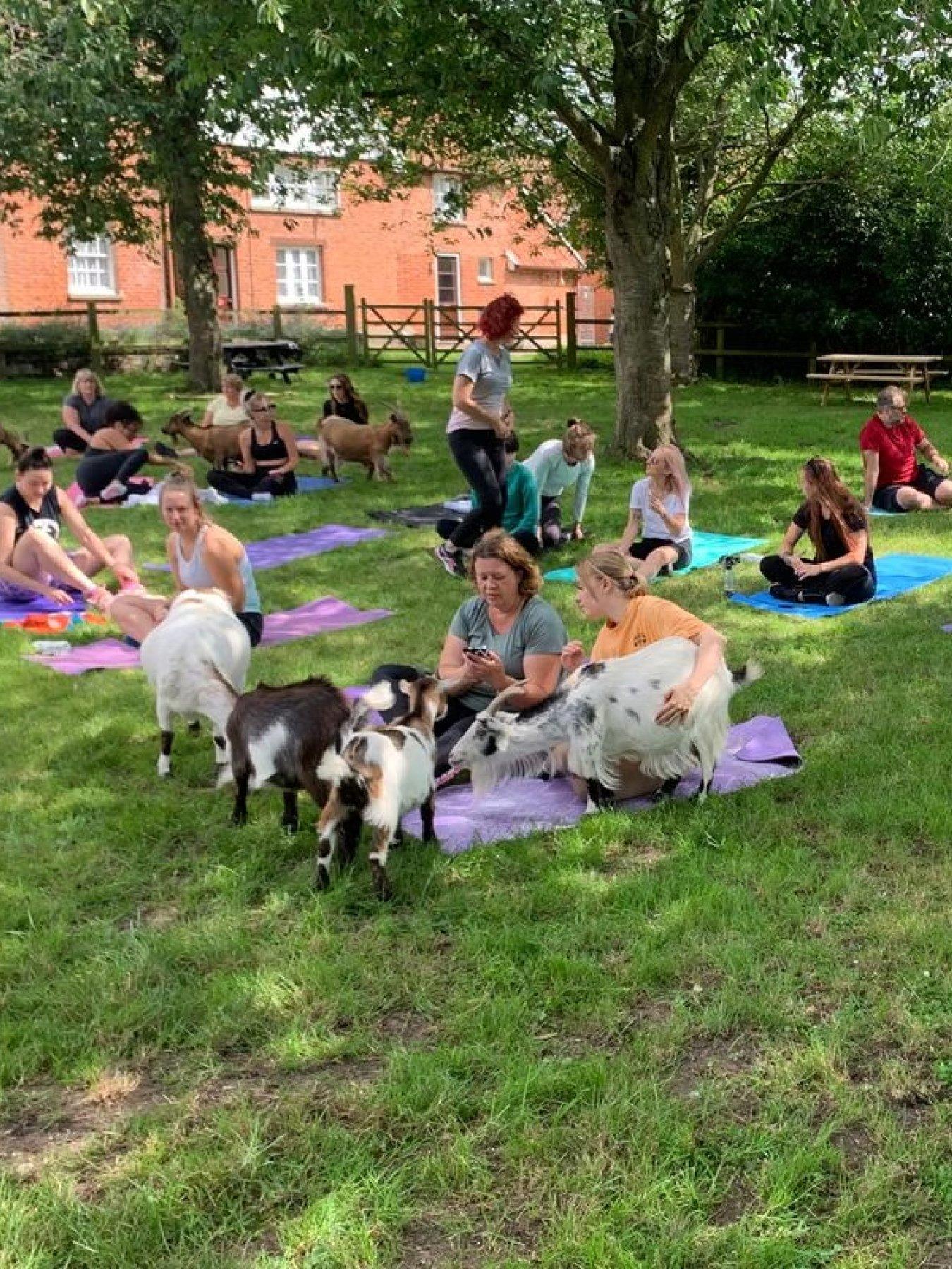 Image 4 of 5 of Virgin Experience Days Goat Yoga for Two in the Suffolk Countryside