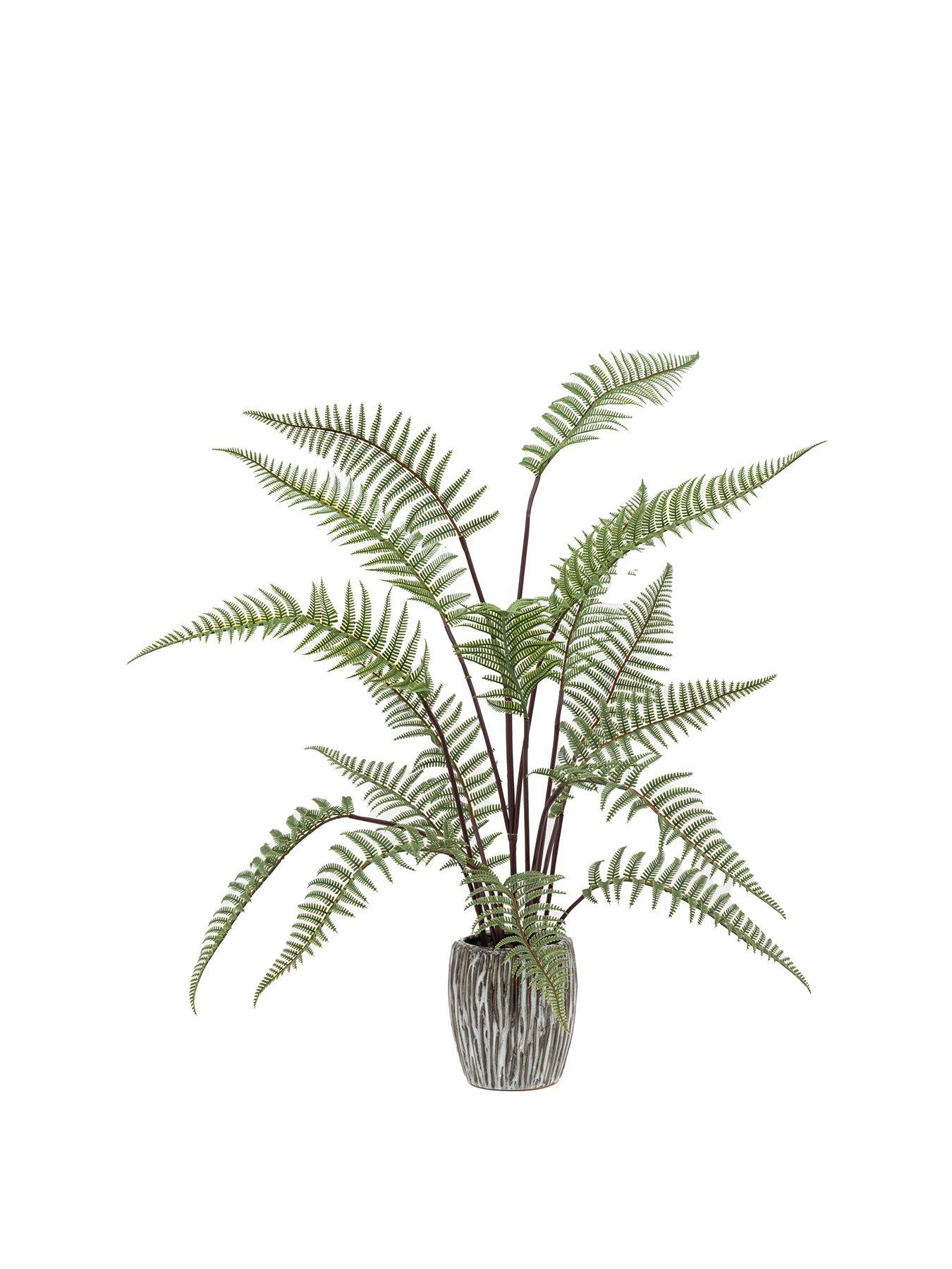 gallery-tall-fern-in-textured-grey-ceramic-pot