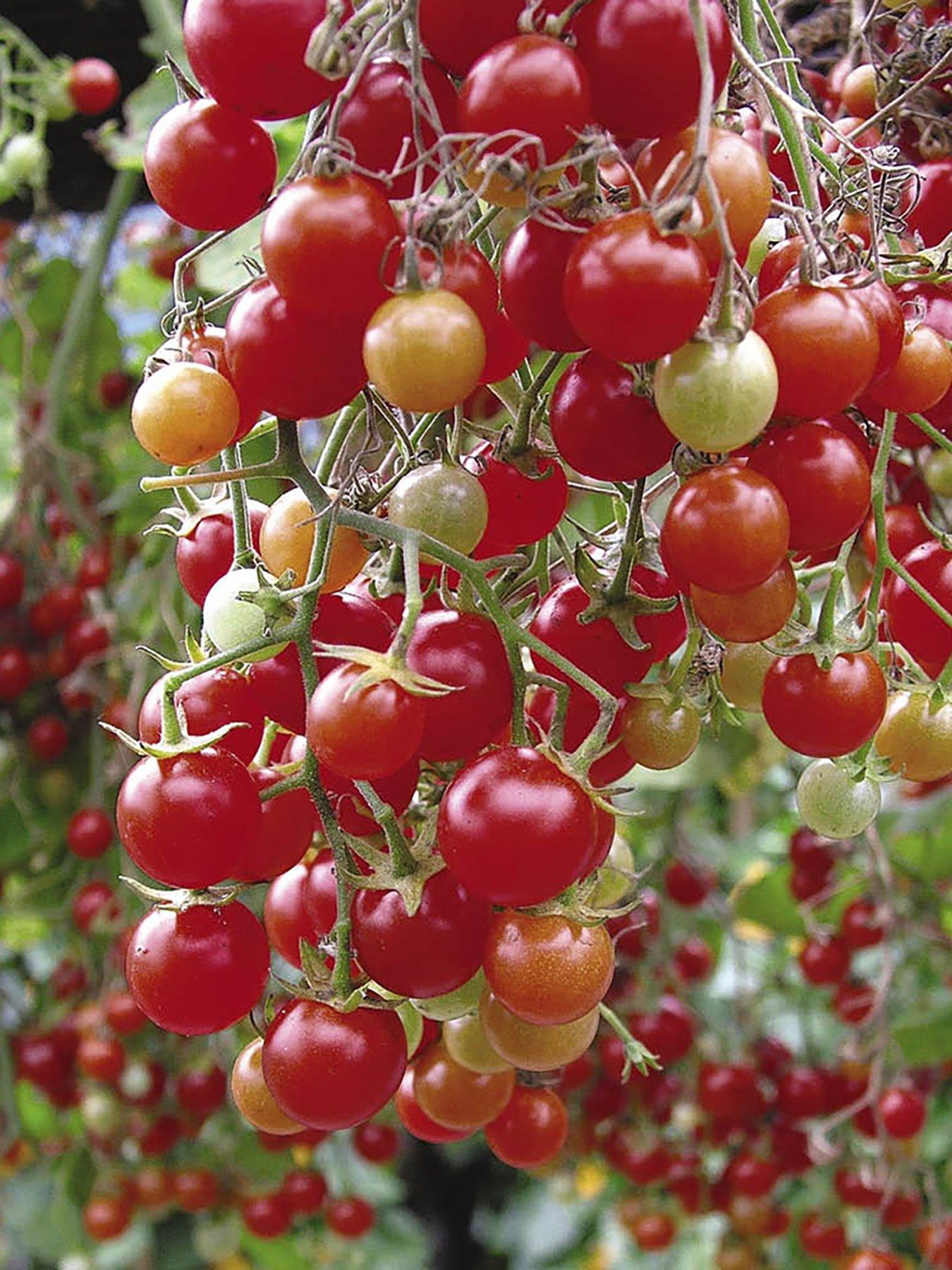 Image 1 of 5 of You Garden Tomato Tumbling Tom Red plug x 12