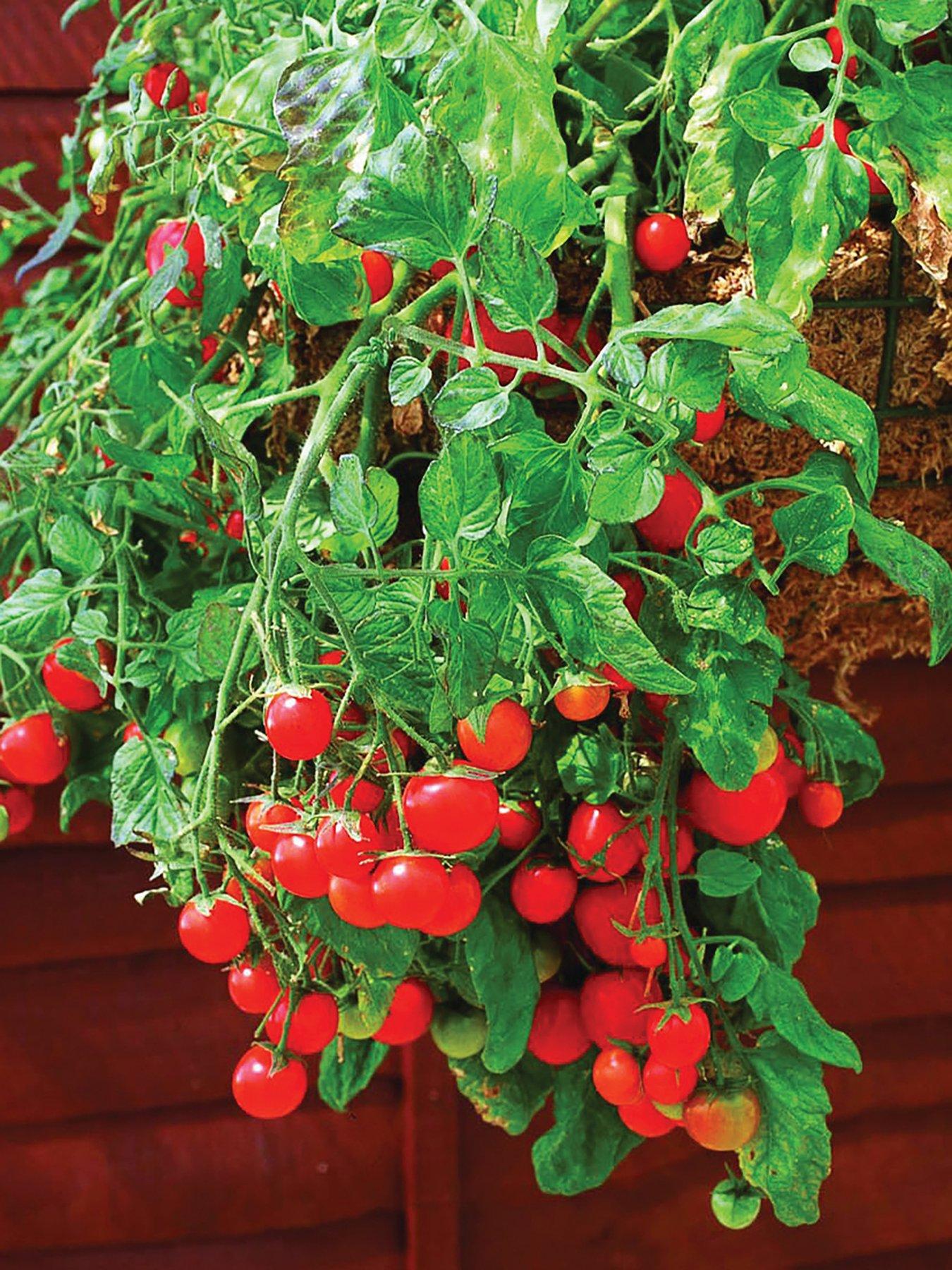 Image 2 of 5 of You Garden Tomato Tumbling Tom Red plug x 12