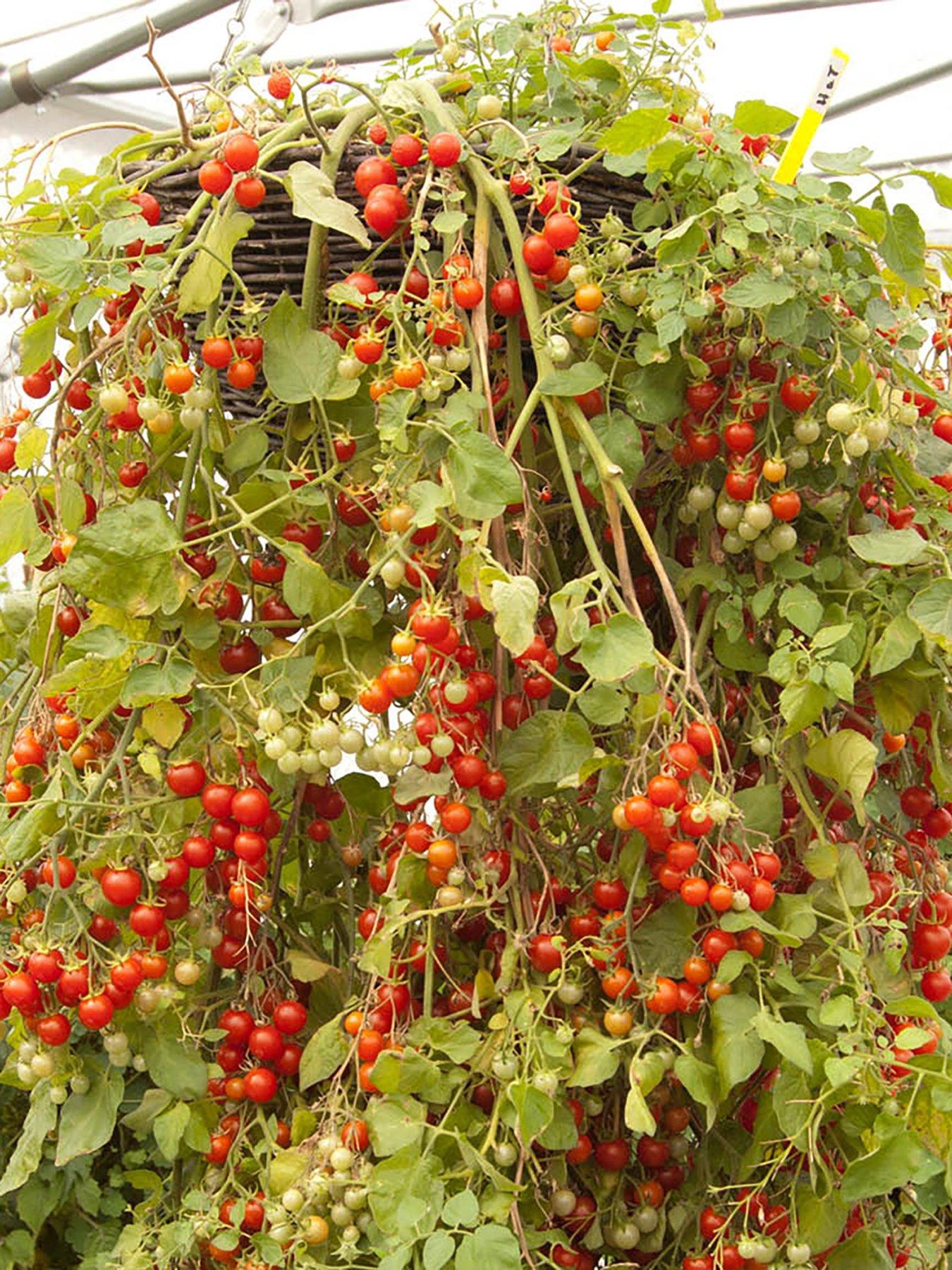 Image 3 of 5 of You Garden Tomato Tumbling Tom Red plug x 12