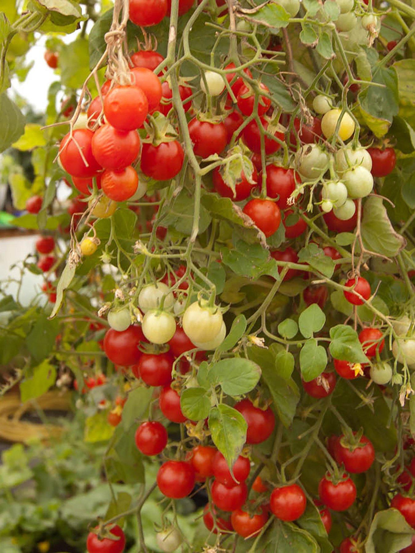 Image 4 of 5 of You Garden Tomato Tumbling Tom Red plug x 12