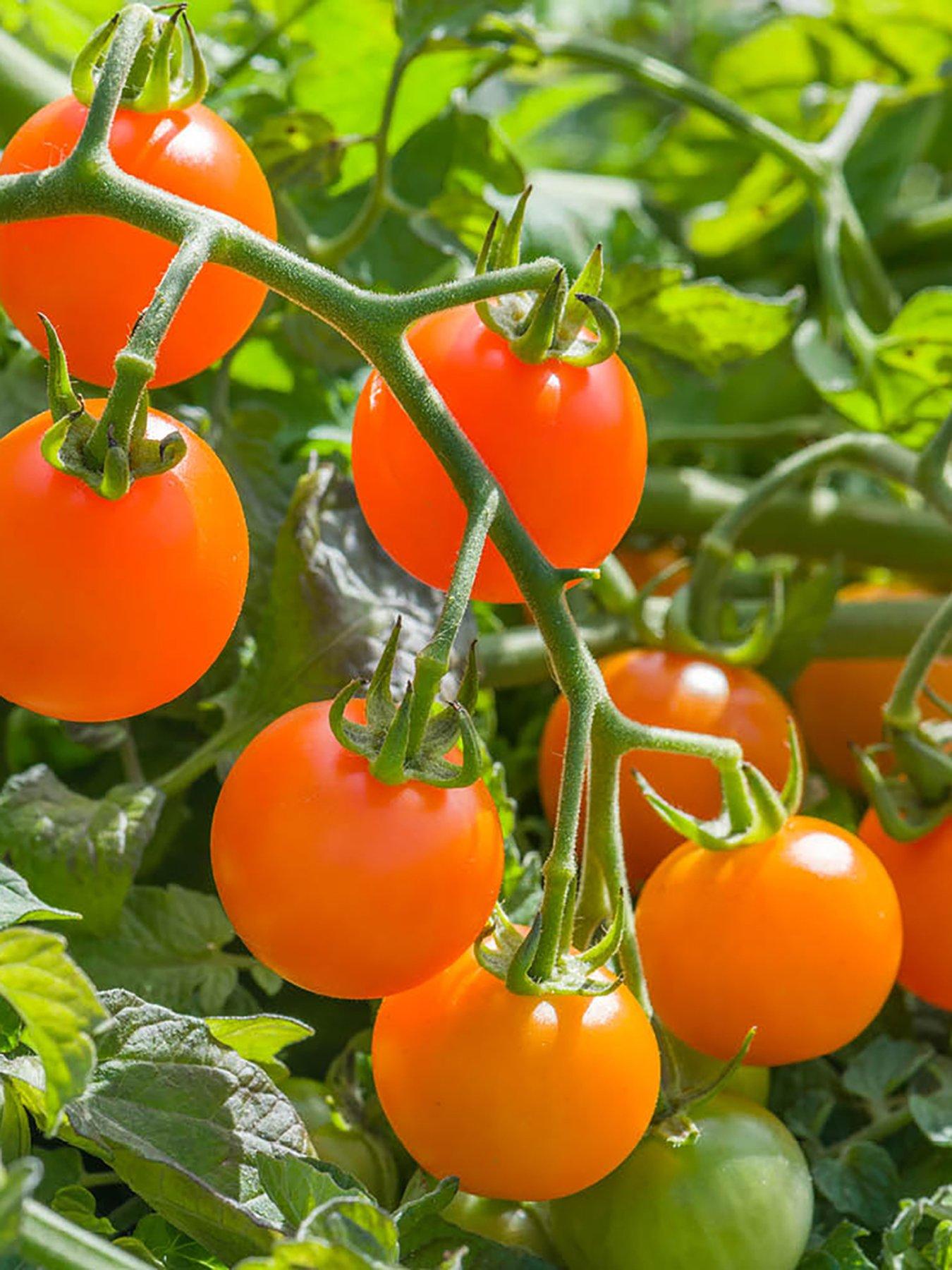 You Garden Tomato Sungold SuperSweet plug x 12