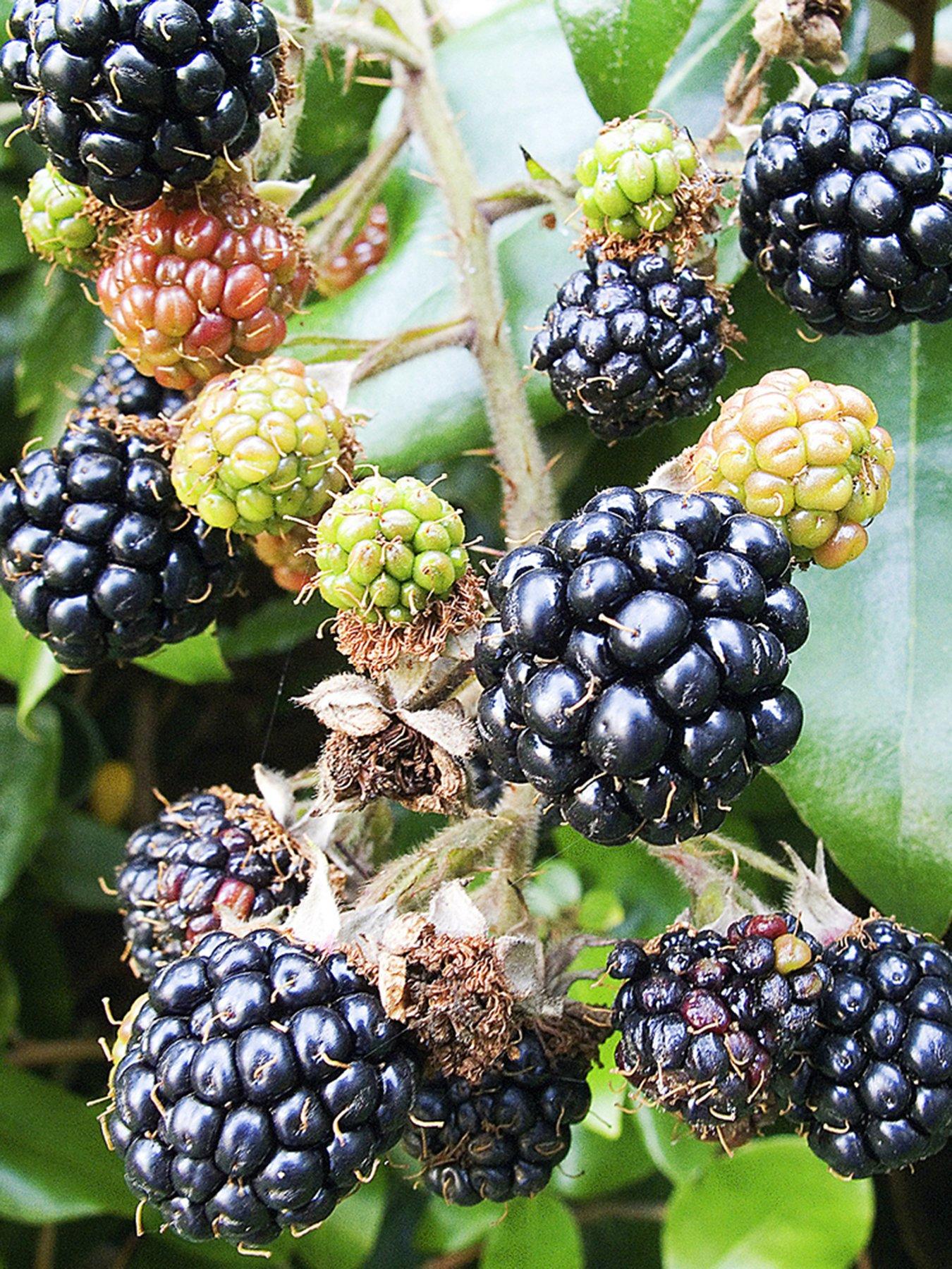 You Garden Blackberry 'Karaka' Black 3L