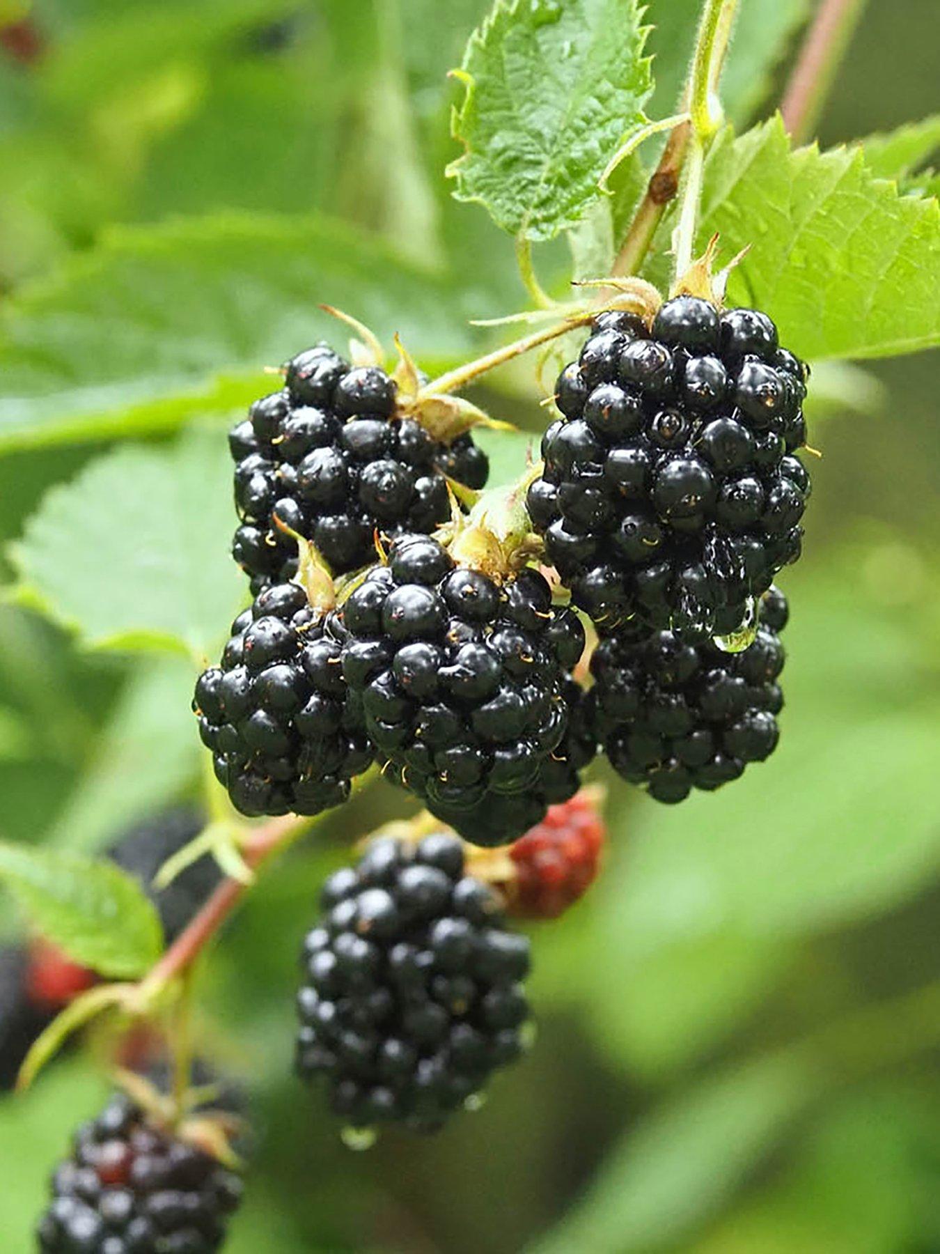 You Garden Blackberry Thornless (3 x 9cm Pots)
