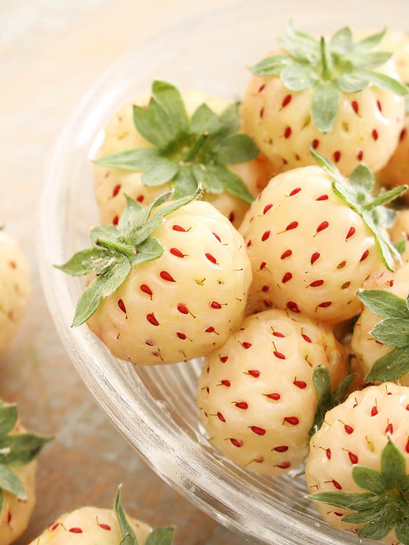 you-garden-strawberry-pineberry-runners-pack-of-10
