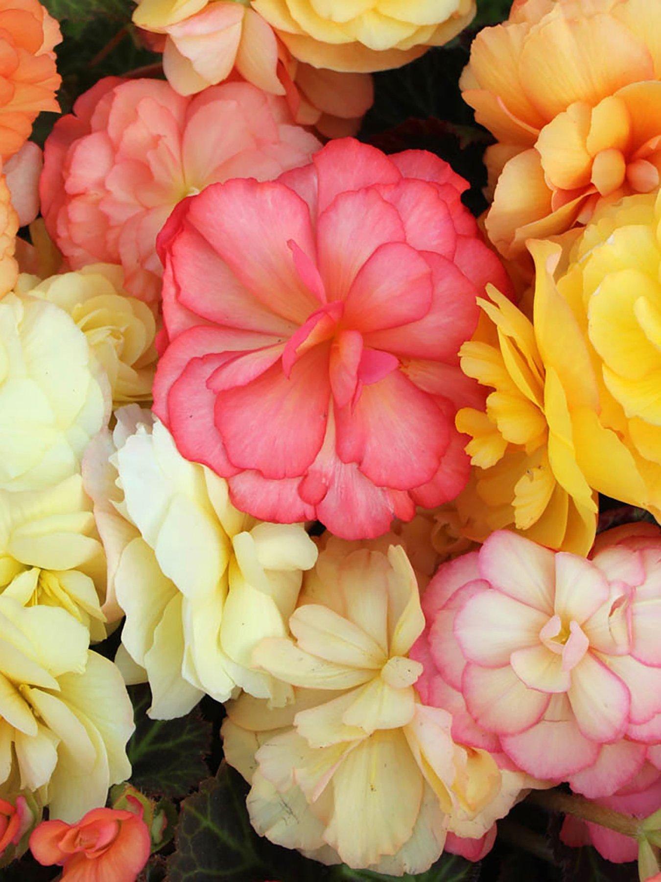 You Garden Begonia Amber Delight - 12 Plug Plants
