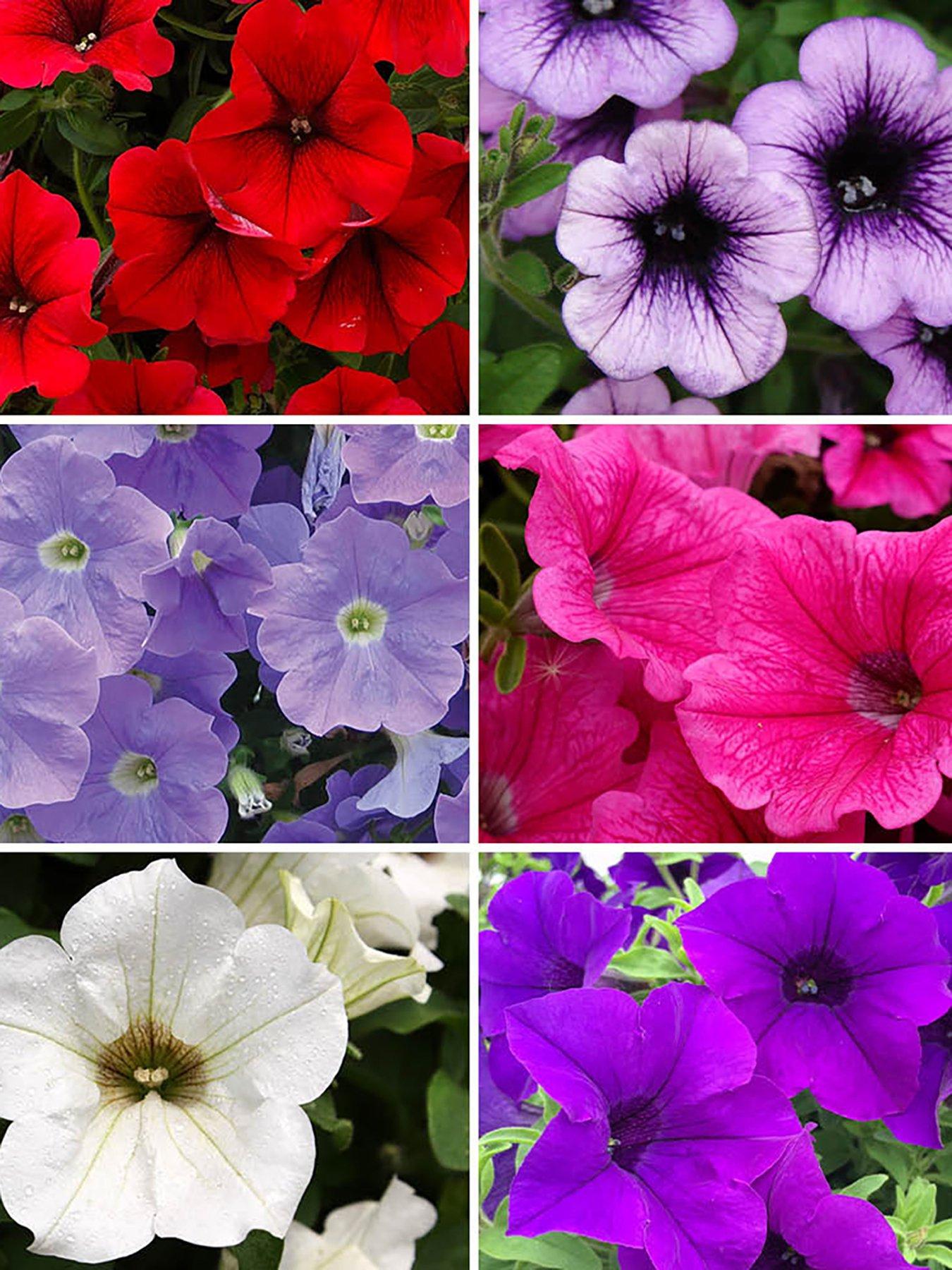  image of you-garden-trailing-petunia-surfina-collection-12-plug-plants