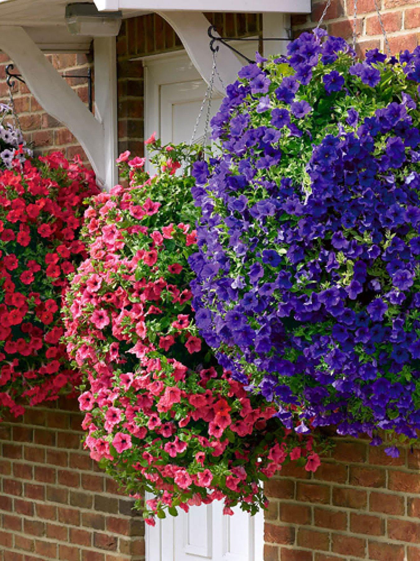  image of you-garden-trailing-petunia-surfina-collection-12-plug-plants