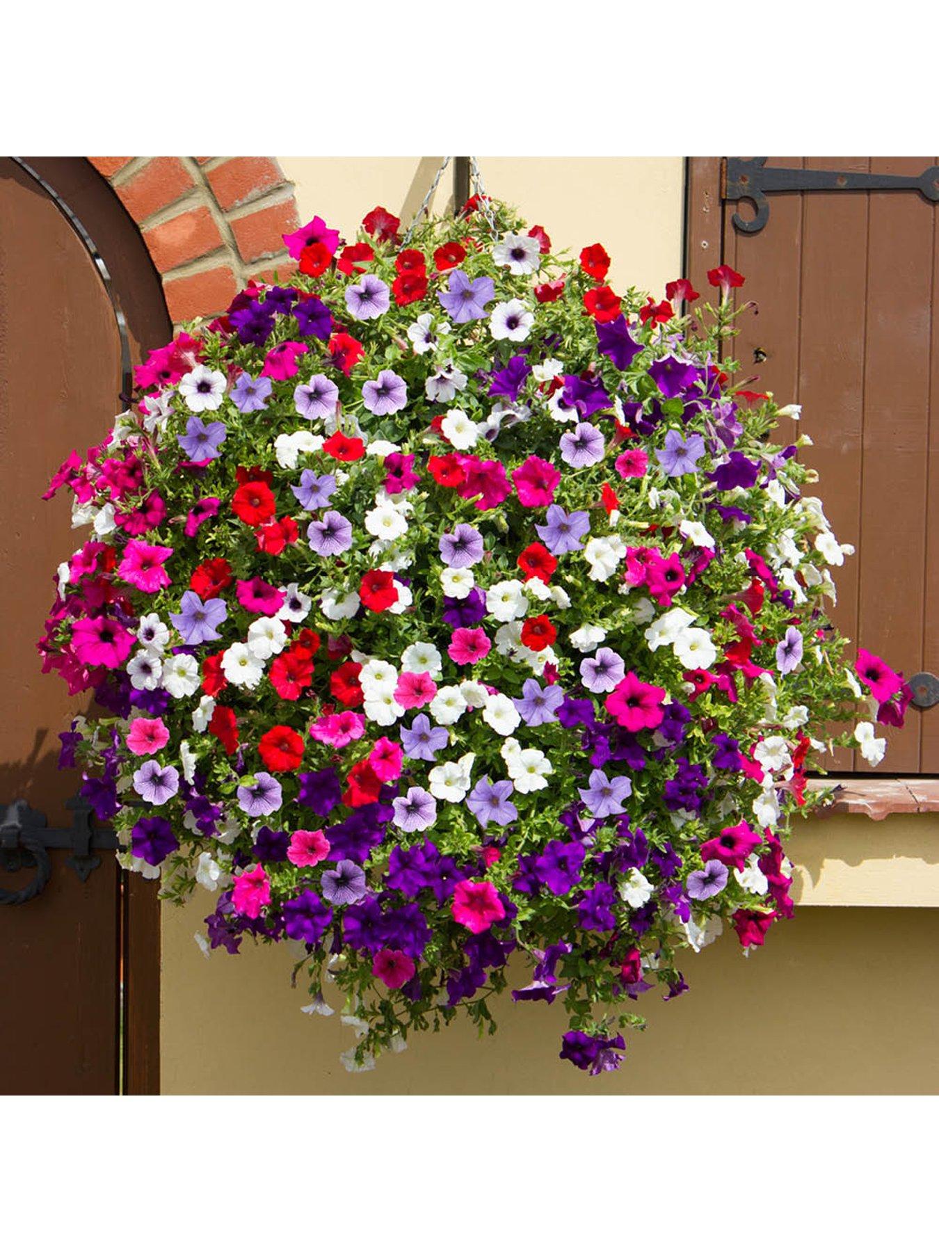  image of you-garden-trailing-petunia-surfina-collection-12-plug-plants