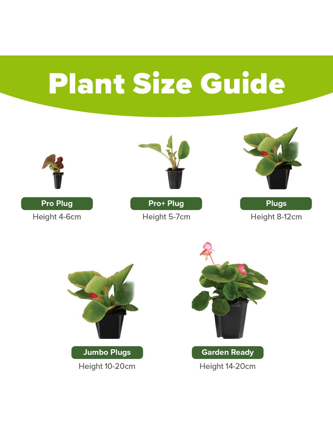  image of you-garden-trailing-petunia-surfina-collection-12-plug-plants