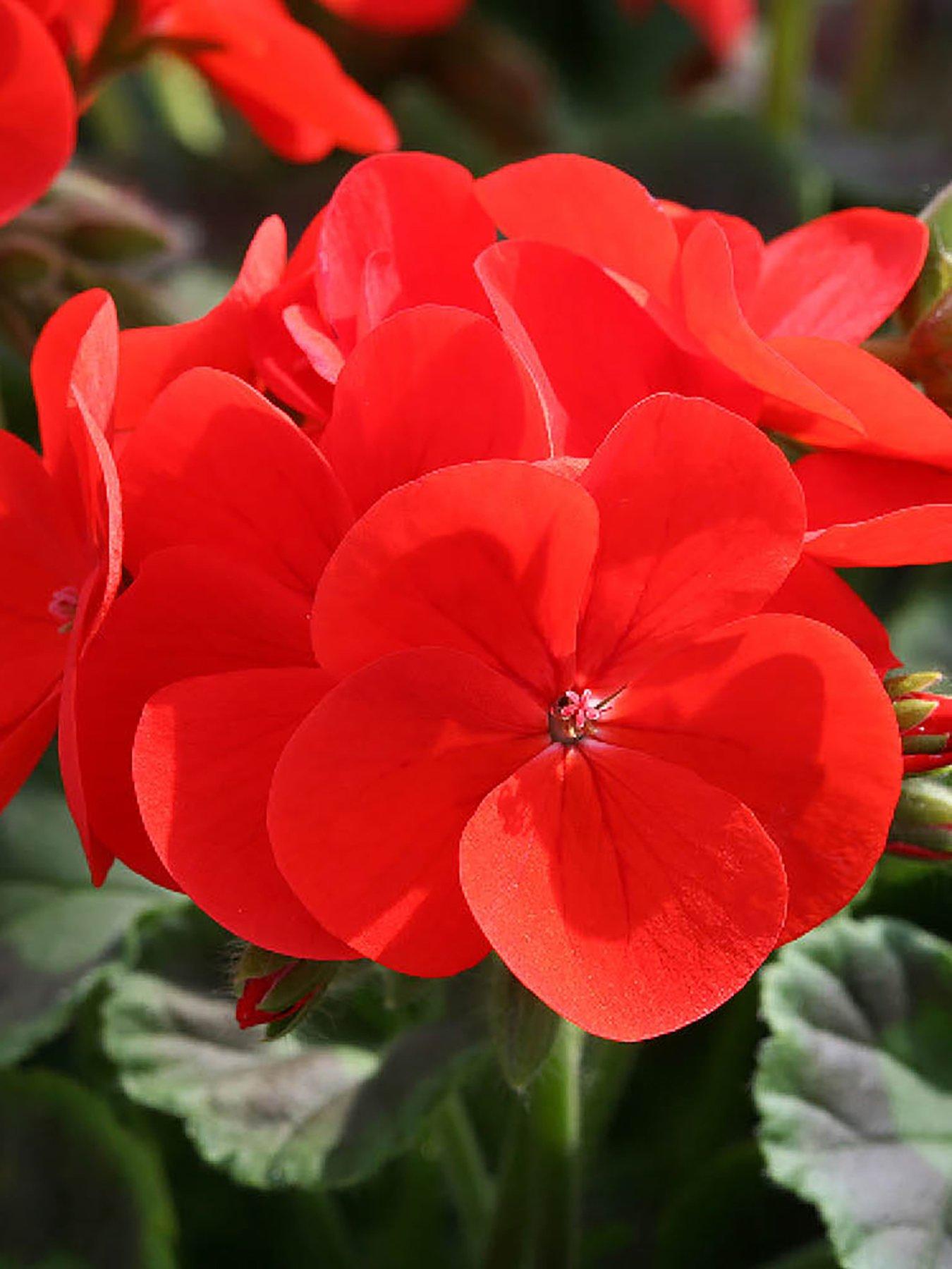 Image 1 of 7 of You Garden Geranium 'Fire Queen' - 24 Plug Plants