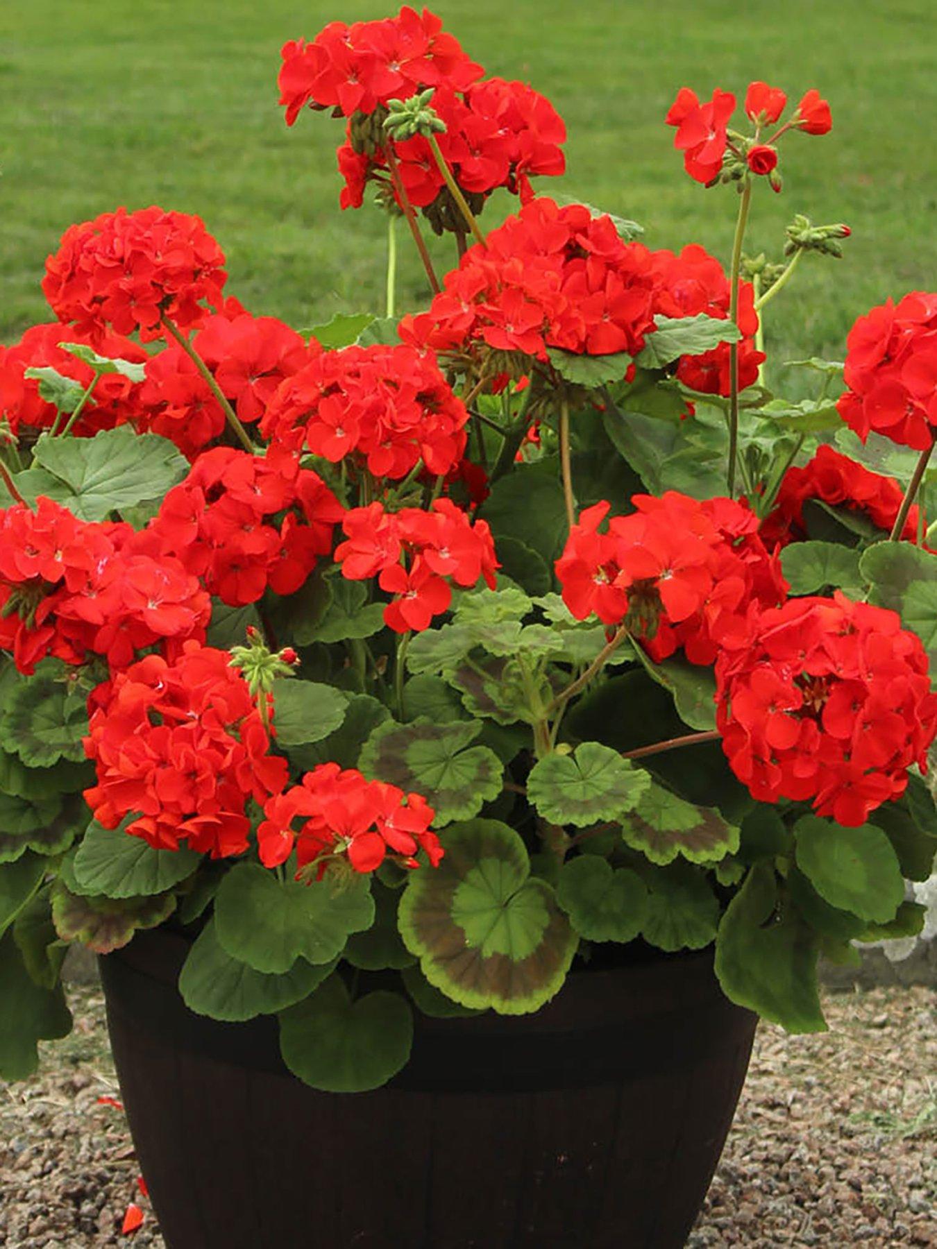 Image 2 of 7 of You Garden Geranium 'Fire Queen' - 24 Plug Plants