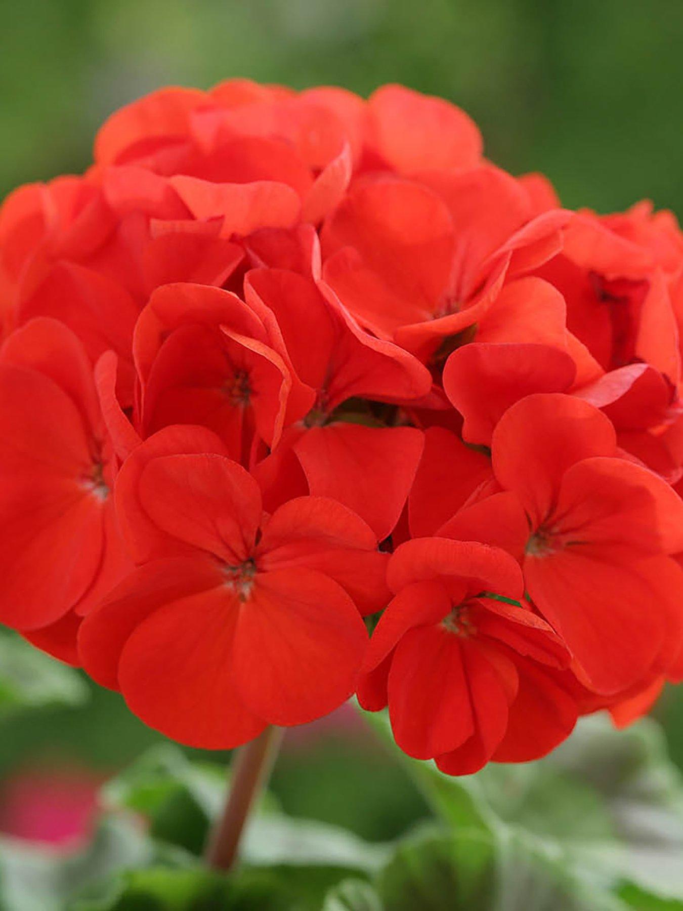 Image 3 of 7 of You Garden Geranium 'Fire Queen' - 24 Plug Plants