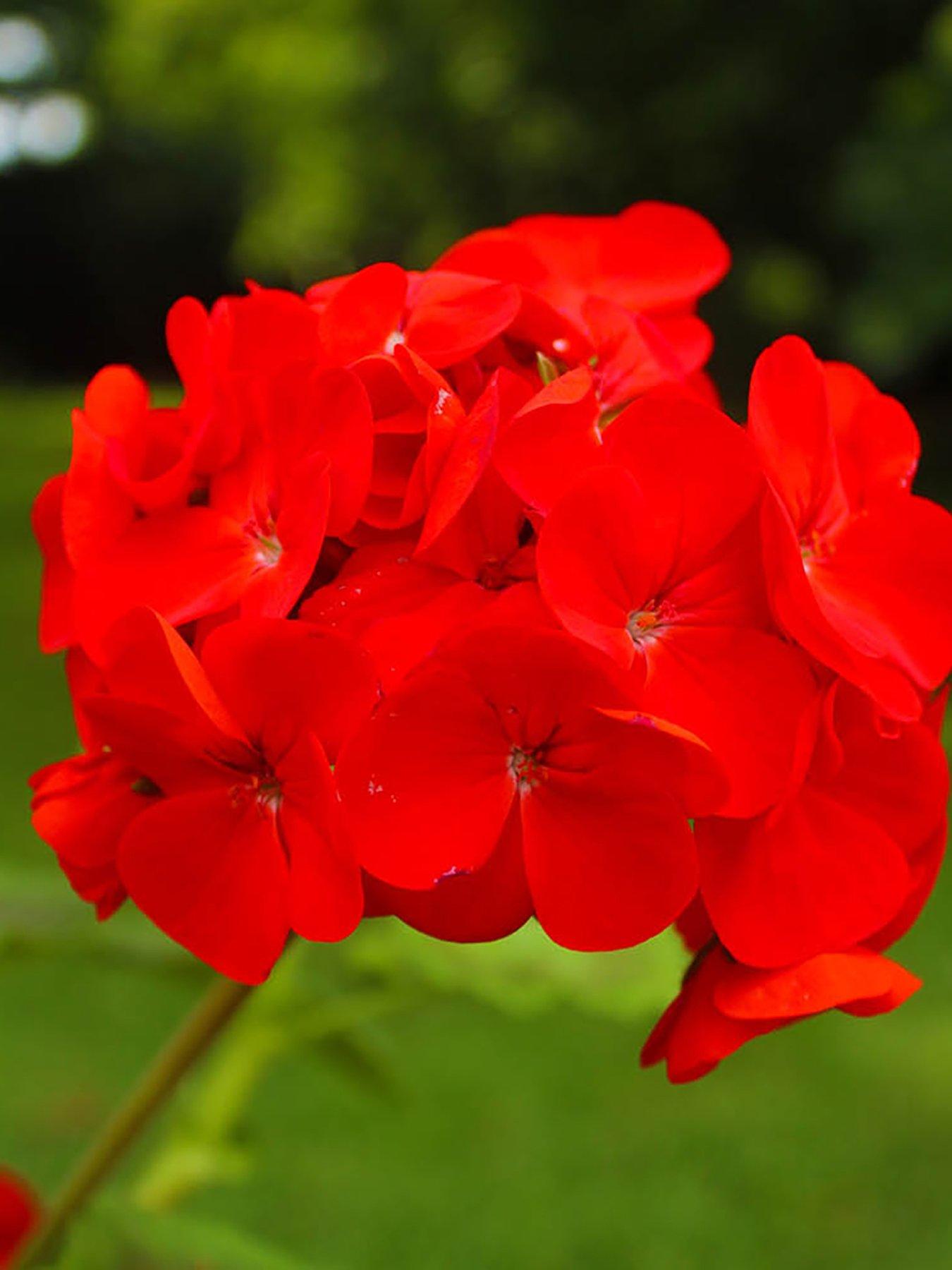 Image 4 of 7 of You Garden Geranium 'Fire Queen' - 24 Plug Plants
