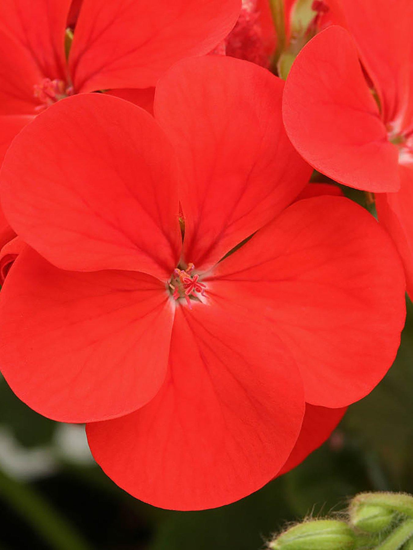 Image 5 of 7 of You Garden Geranium 'Fire Queen' - 24 Plug Plants