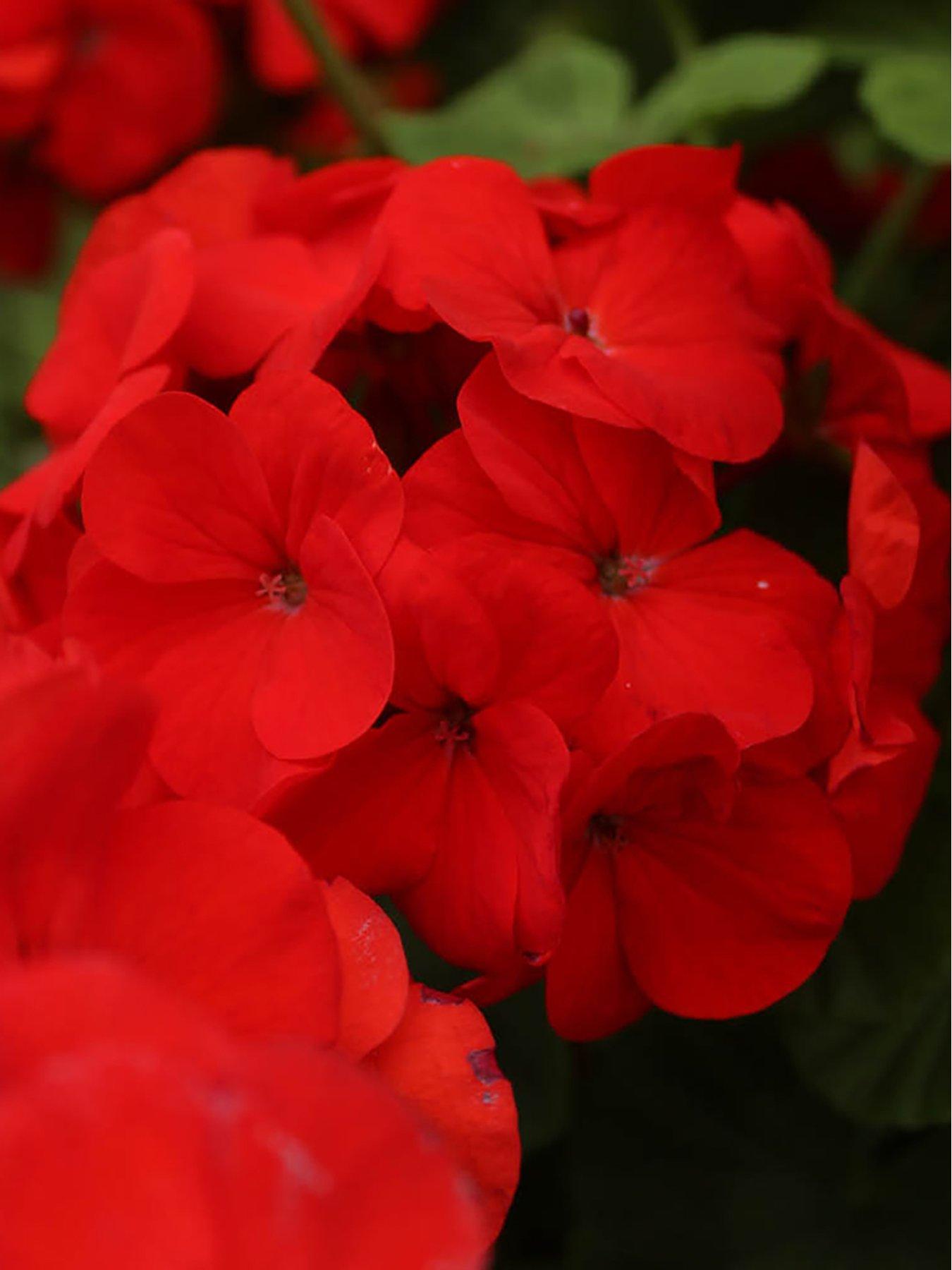 Image 6 of 7 of You Garden Geranium 'Fire Queen' - 24 Plug Plants