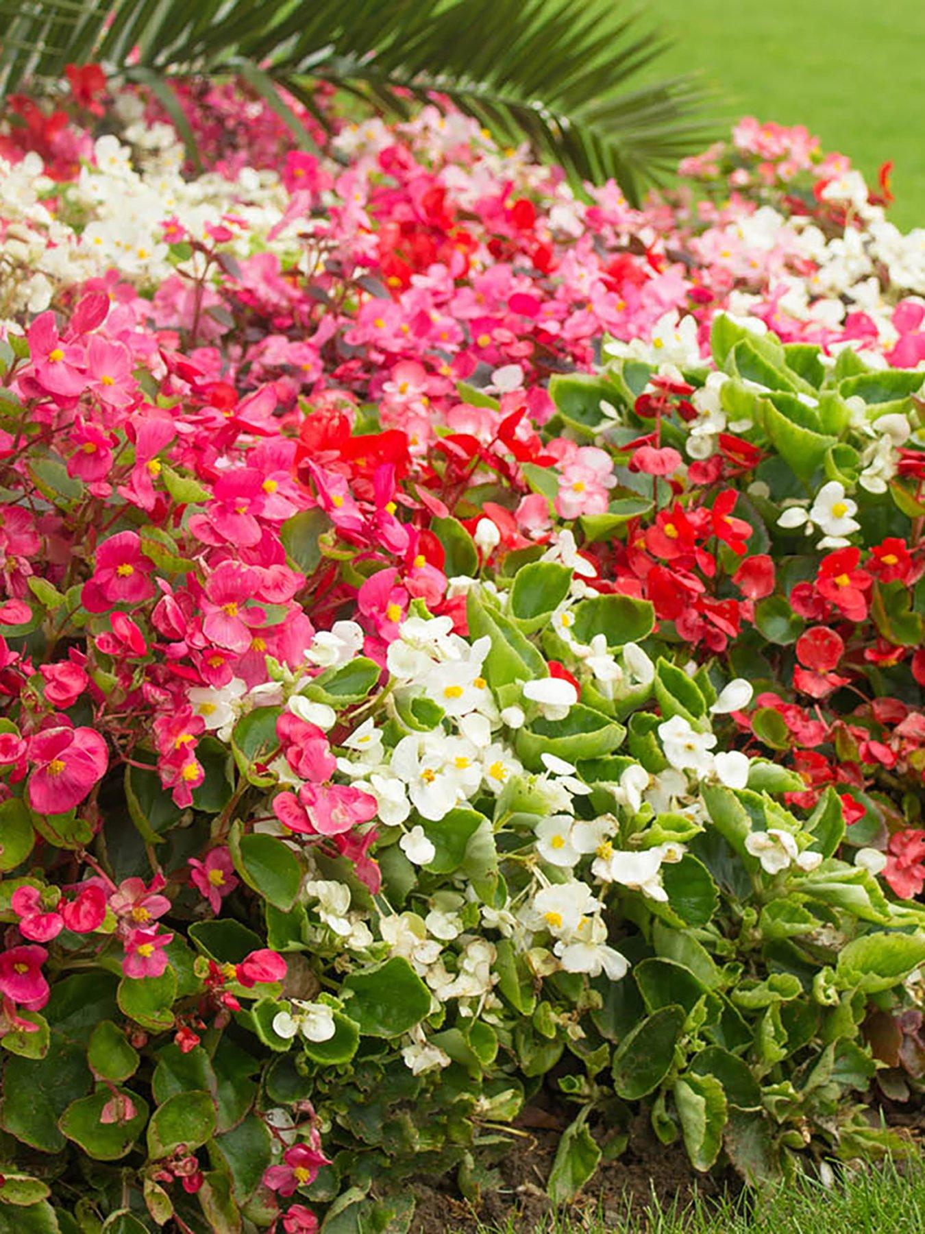 You Garden Begonia Sahara - 12 Plug Plants