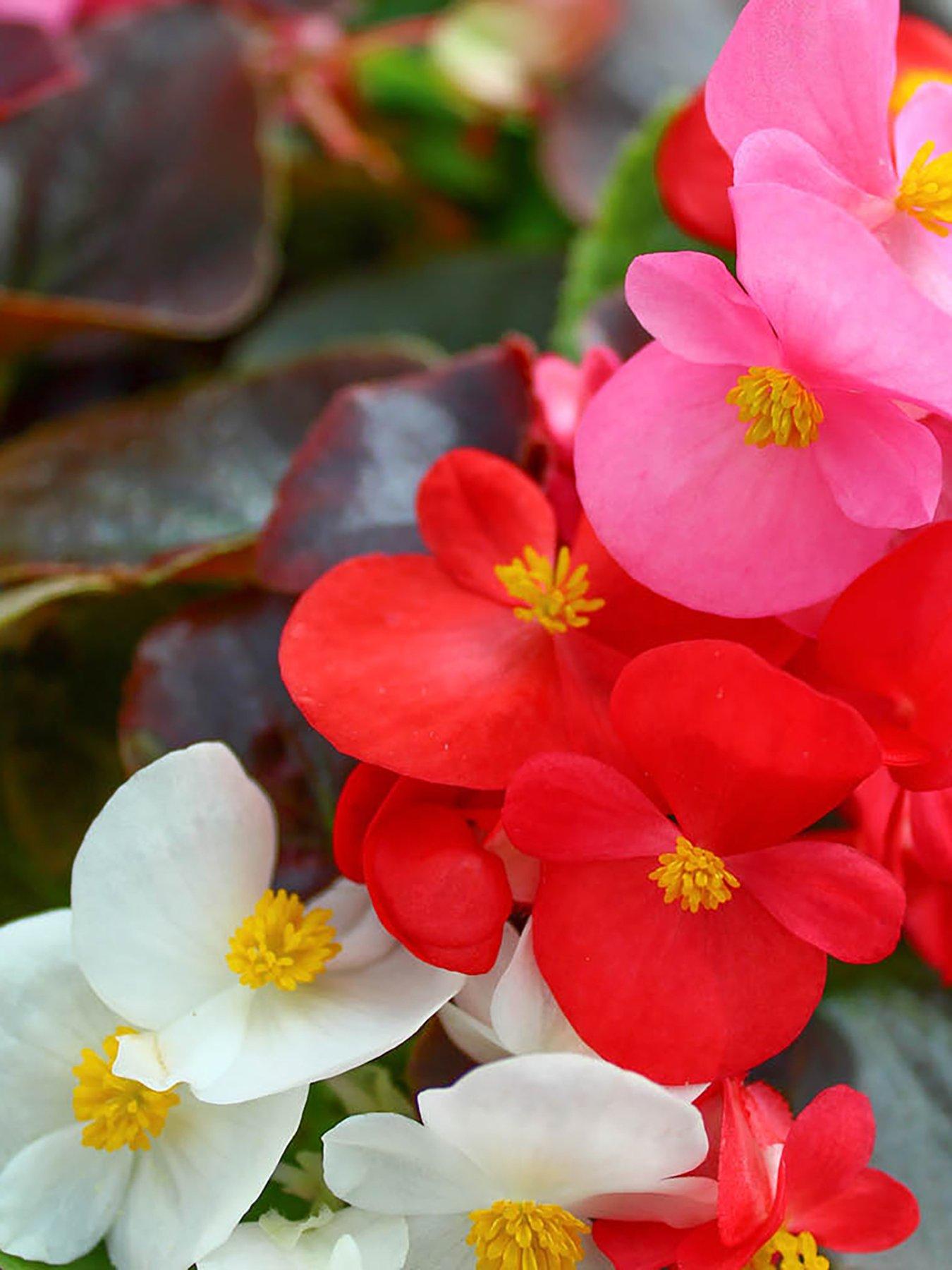  image of you-garden-begonia-sahara-12-plug-plants