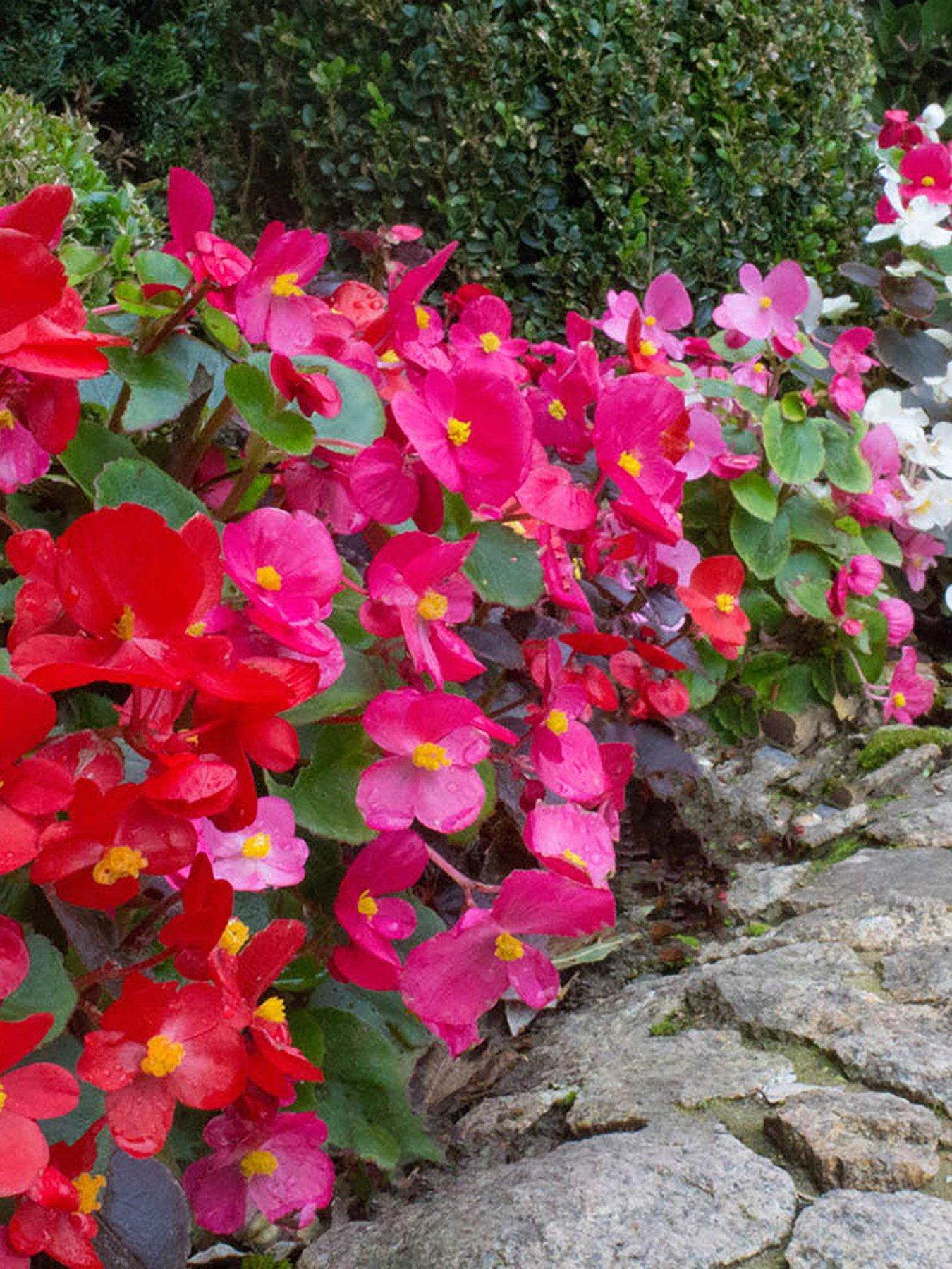  image of you-garden-begonia-sahara-12-plug-plants