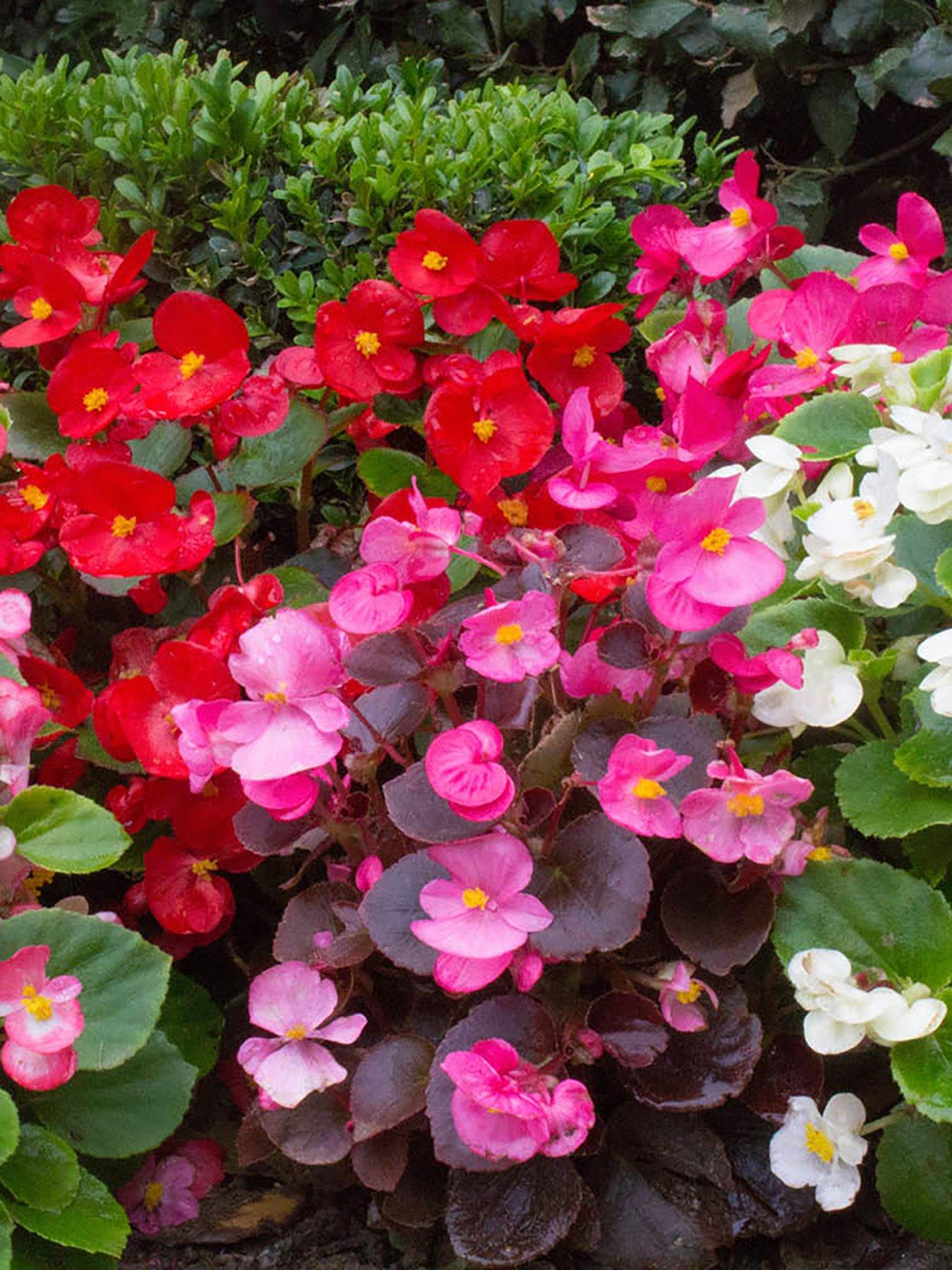  image of you-garden-begonia-sahara-12-plug-plants