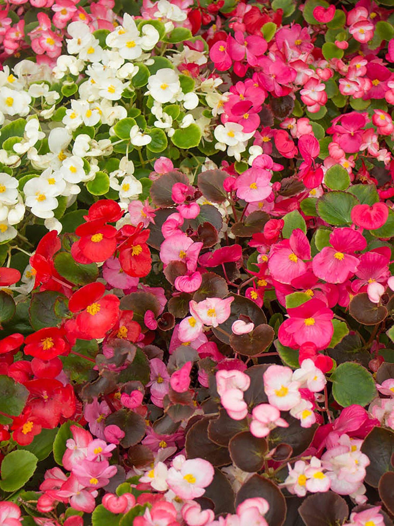  image of you-garden-begonia-sahara-12-plug-plants