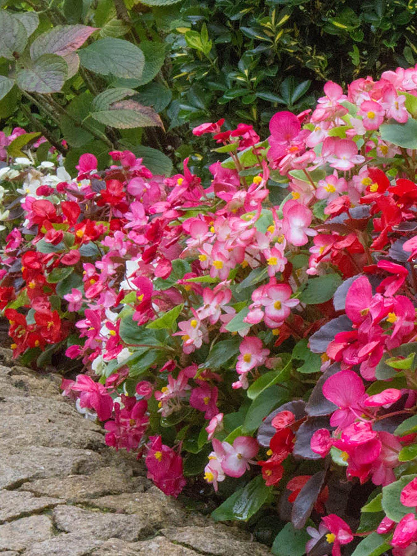  image of you-garden-begonia-sahara-12-plug-plants