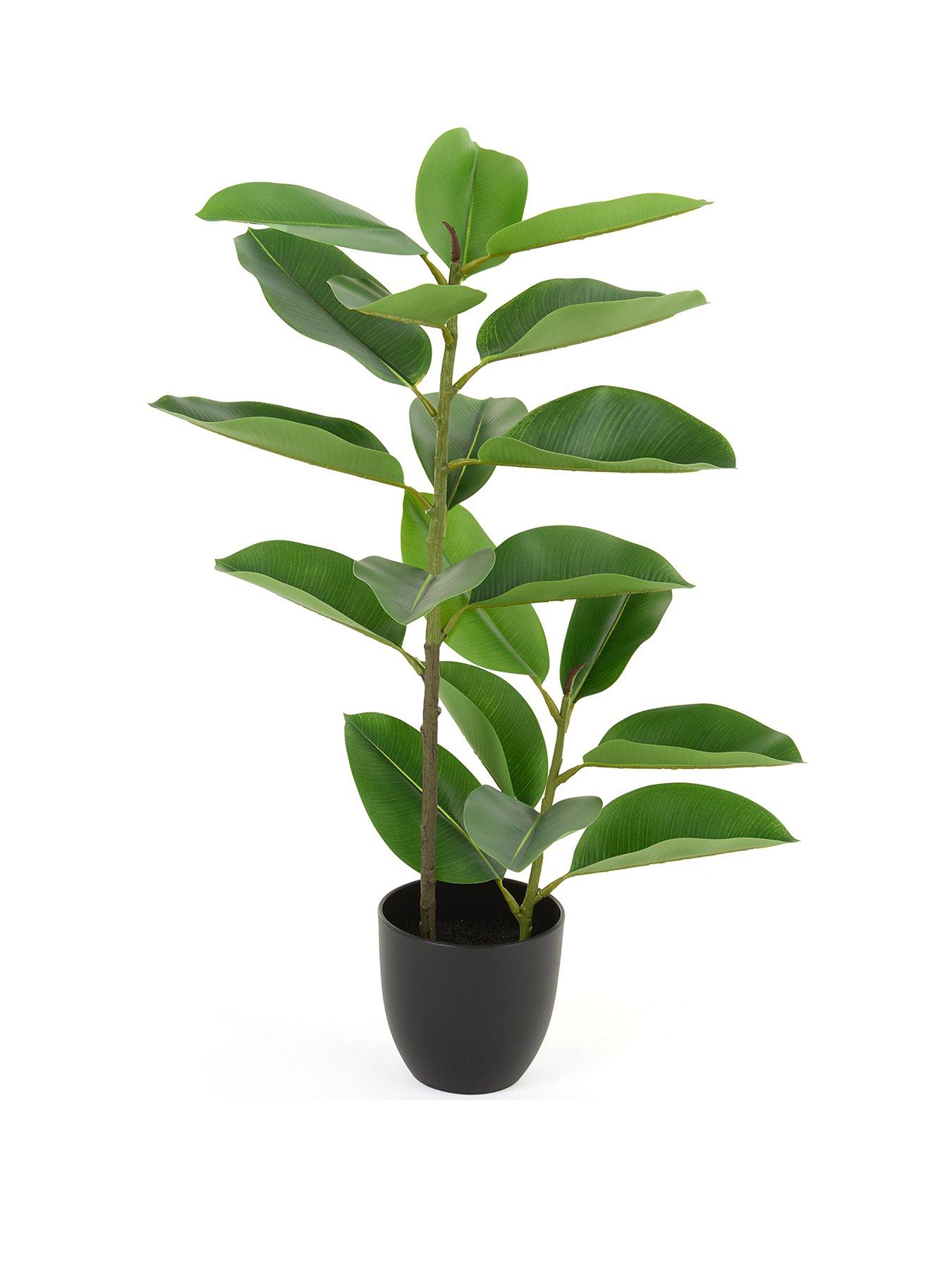 Image 2 of 7 of The Very Collection Real Touch Faux Rubber Tree in Plastic Pot