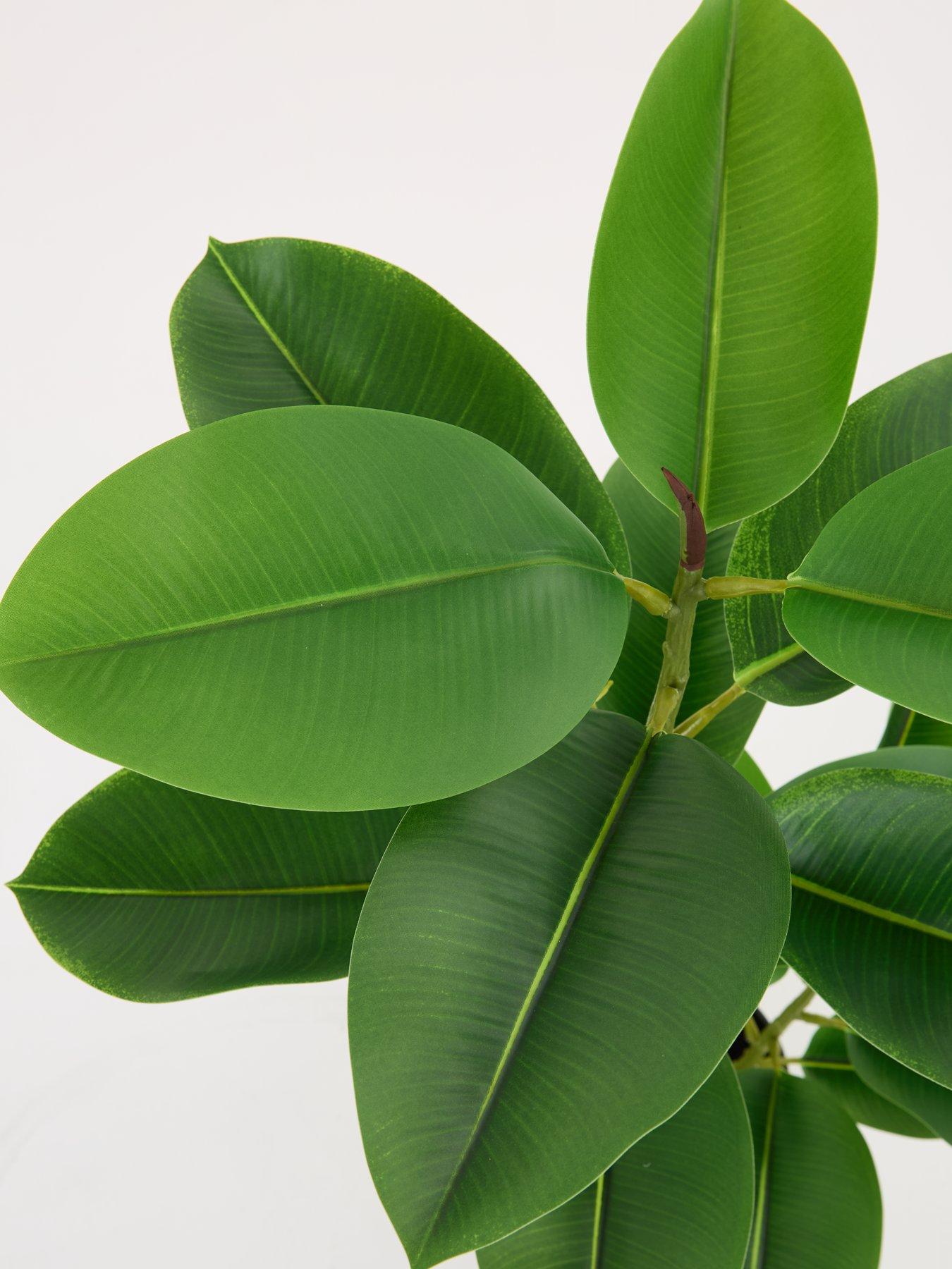 Image 3 of 7 of The Very Collection Real Touch Faux Rubber Tree in Plastic Pot