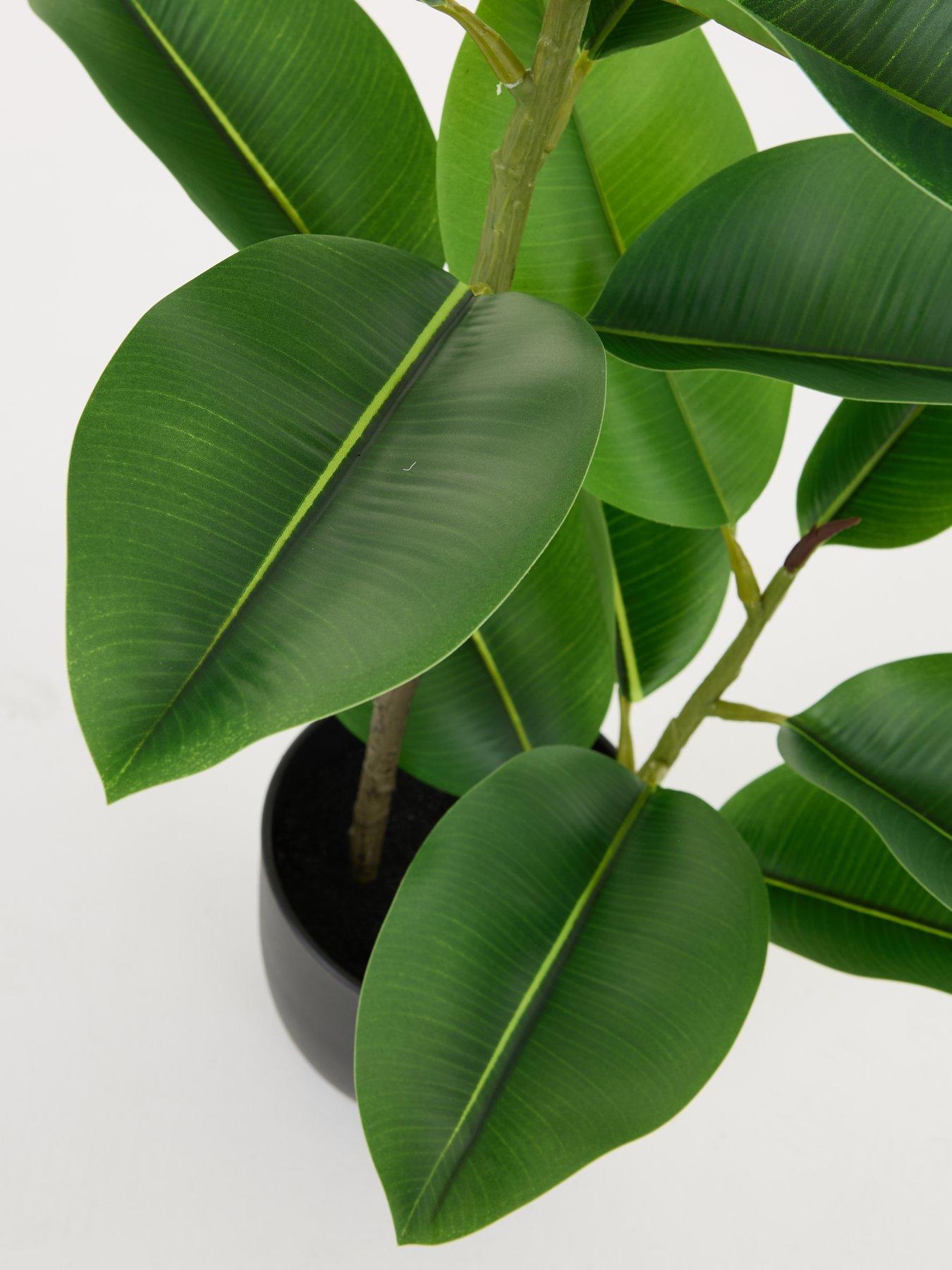 Image 5 of 7 of The Very Collection Real Touch Faux Rubber Tree in Plastic Pot