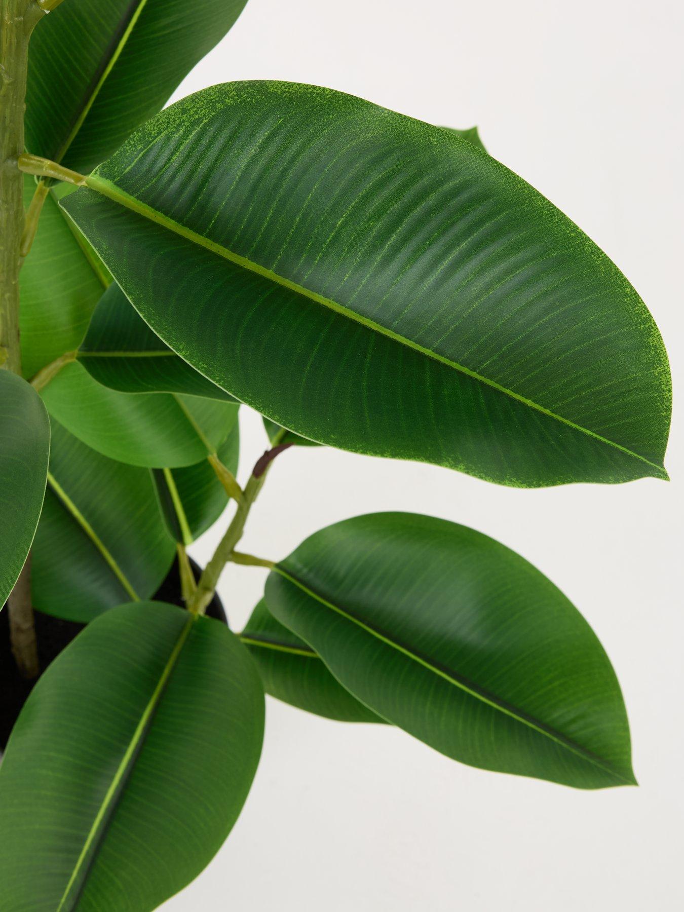 Image 6 of 7 of The Very Collection Real Touch Faux Rubber Tree in Plastic Pot