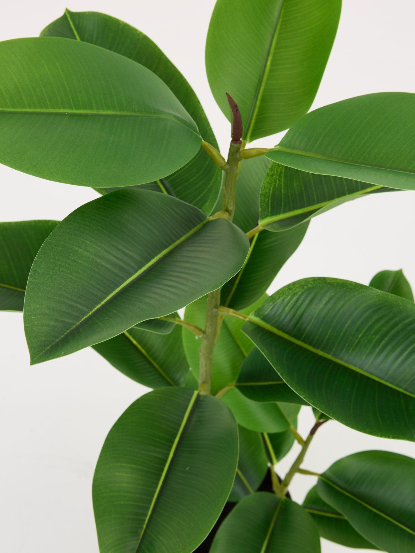 Image 7 of 7 of The Very Collection Real Touch Faux Rubber Tree in Plastic Pot