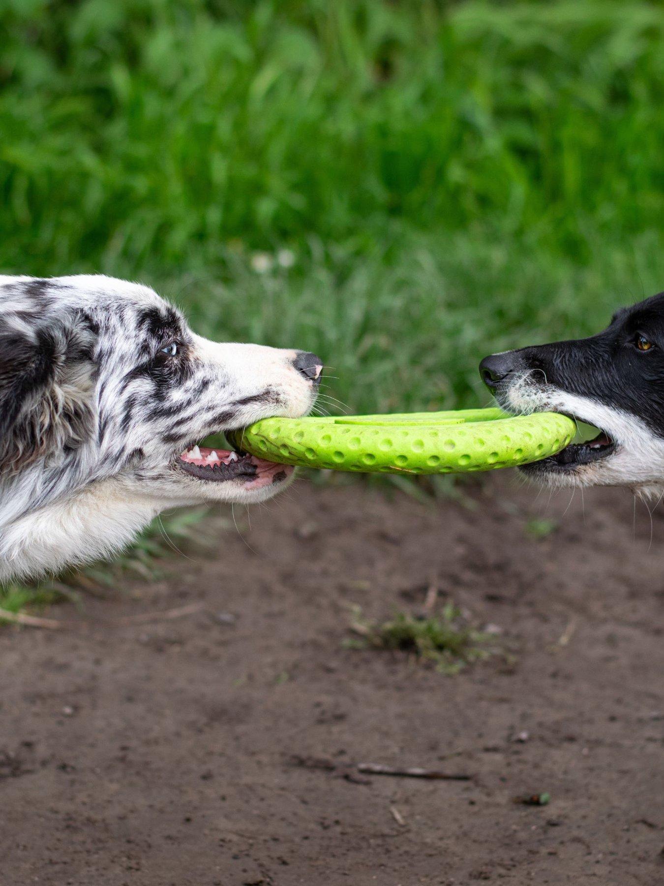  image of kiwi-walker-lets-play-frisbee-orange