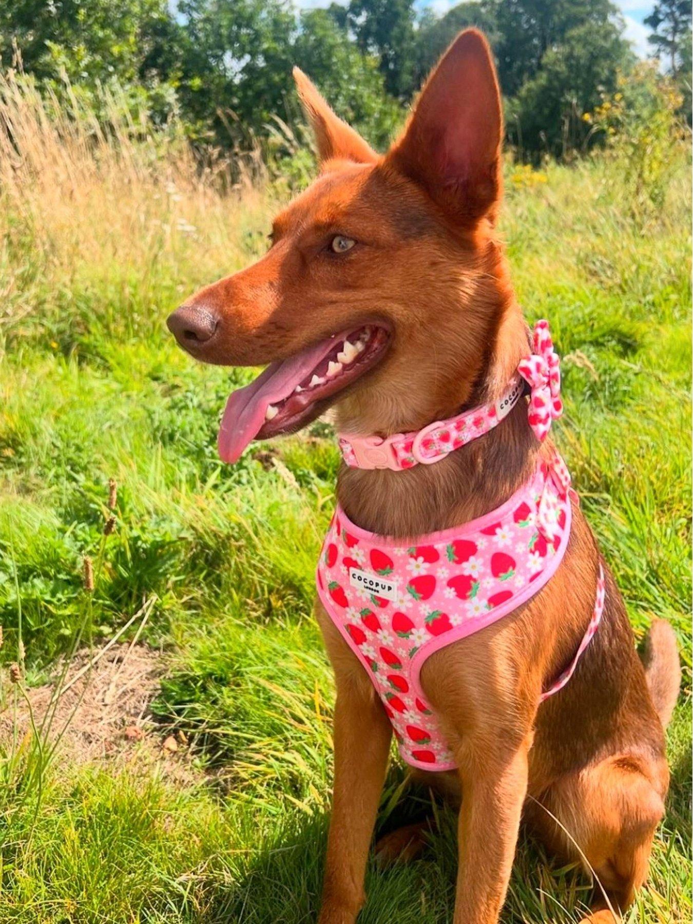 Image 3 of 3 of Cocopup Pupberry Fields Collar