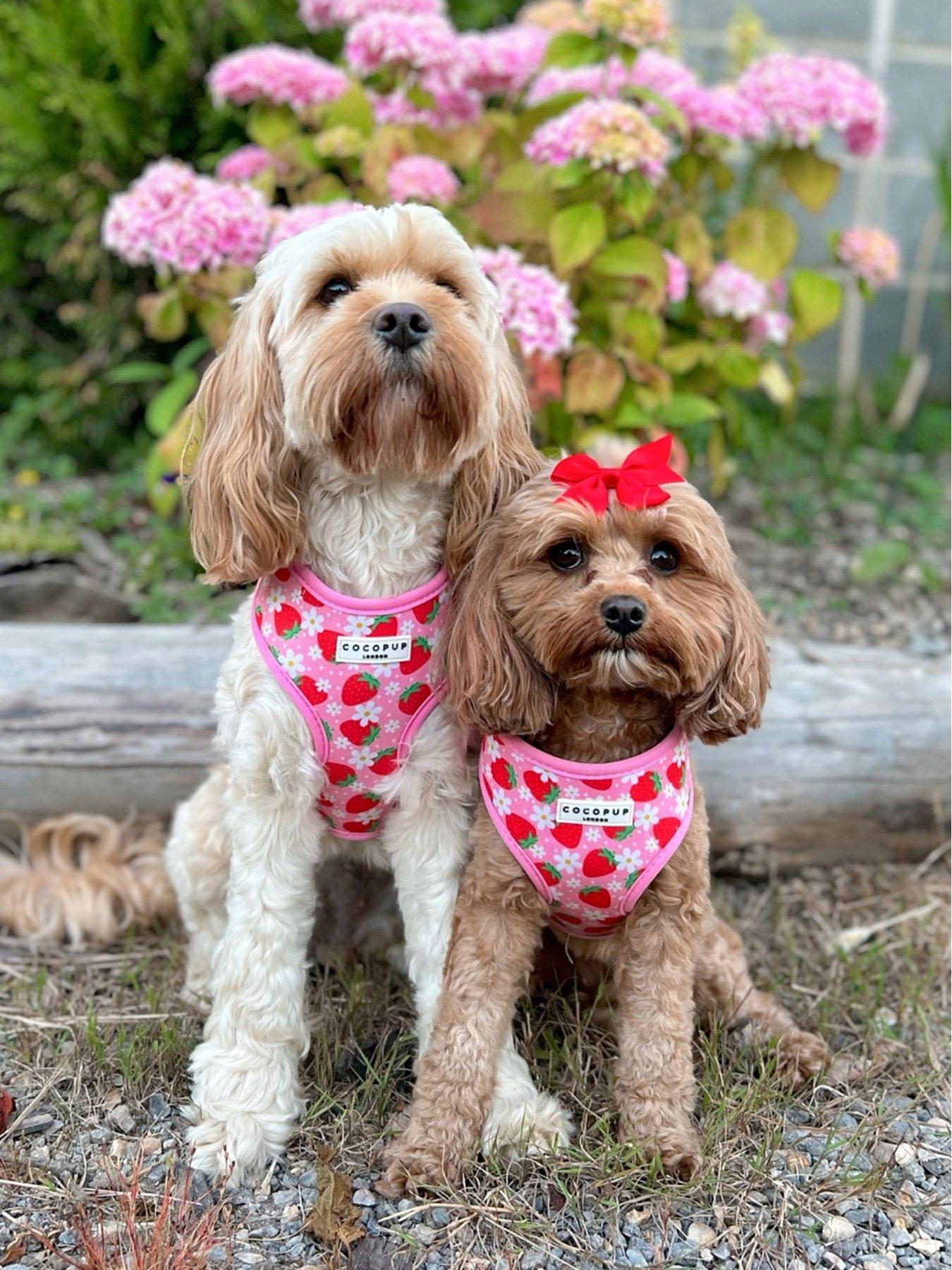 Image 3 of 4 of Cocopup Pupberry Fields Harness