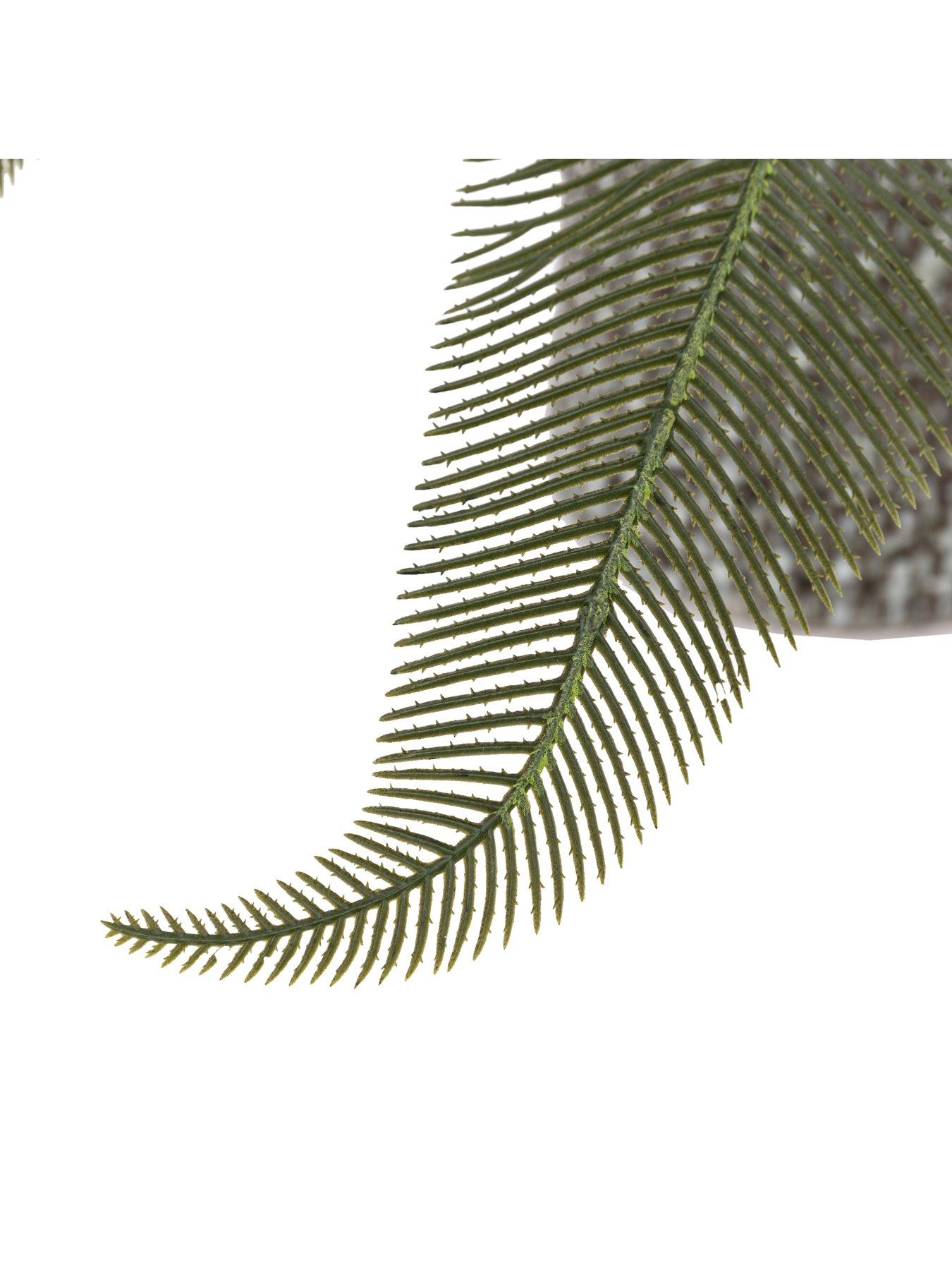 Image 6 of 6 of Gallery Direct Wide Fern In Concrete Pot