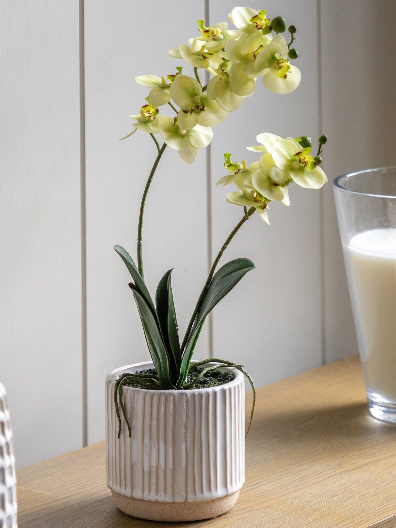 Gallery Direct Orchid Cream In Ribbed White Ceramic Pot 440mm