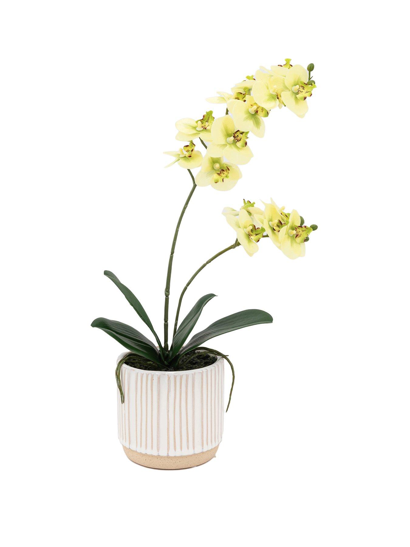 Image 2 of 7 of Gallery Direct Orchid Cream In Ribbed White Ceramic Pot 440mm