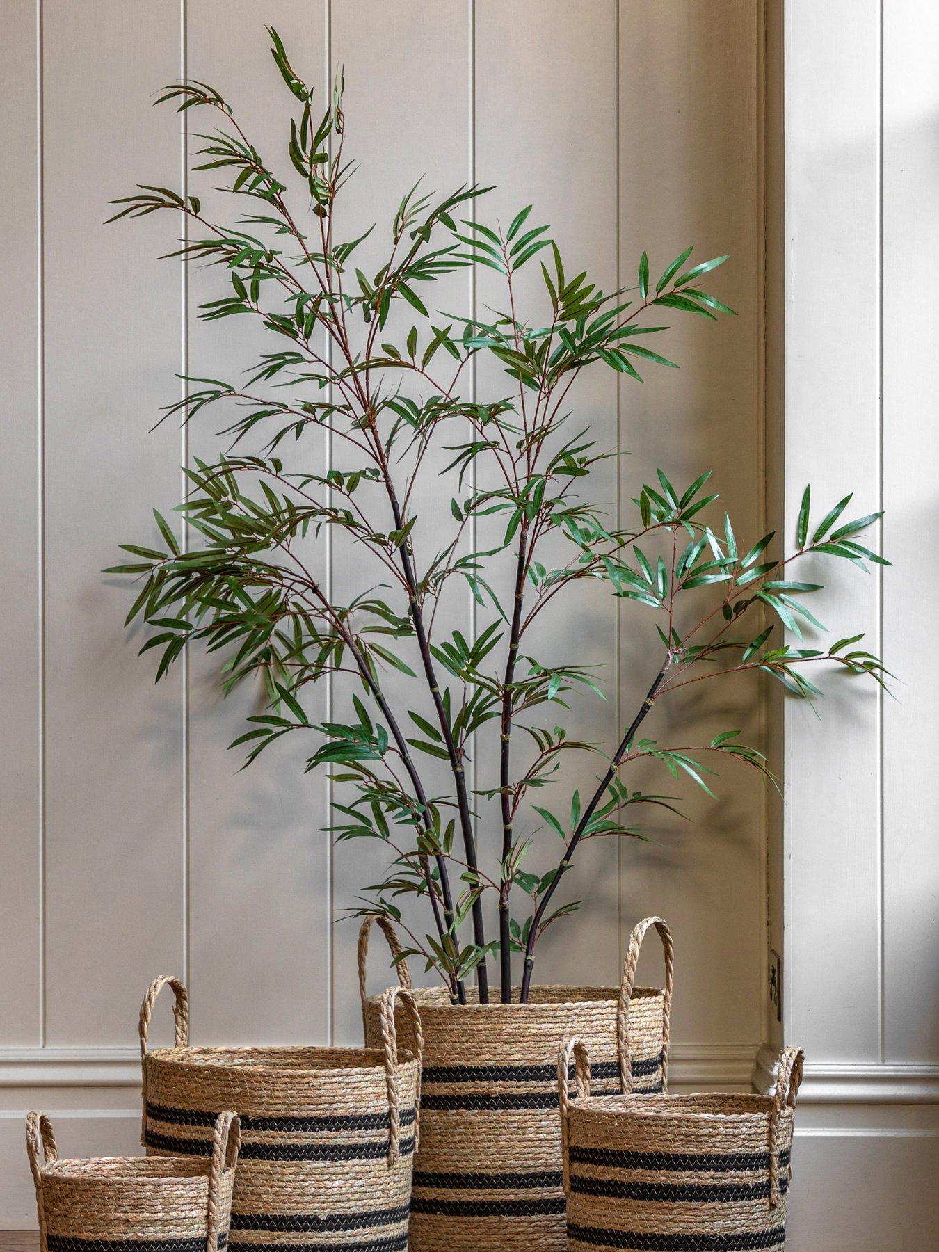 Image 1 of 5 of Gallery Direct Potted Bamboo Tree 5ft