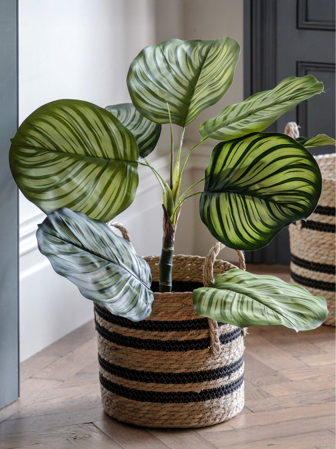 Image 1 of 6 of Gallery Direct Potted Calathea Leaf Tree 2ft