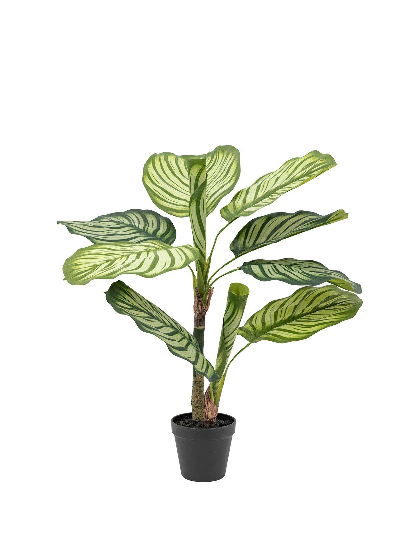 Image 2 of 6 of Gallery Direct Potted Calathea Leaf Tree 2ft
