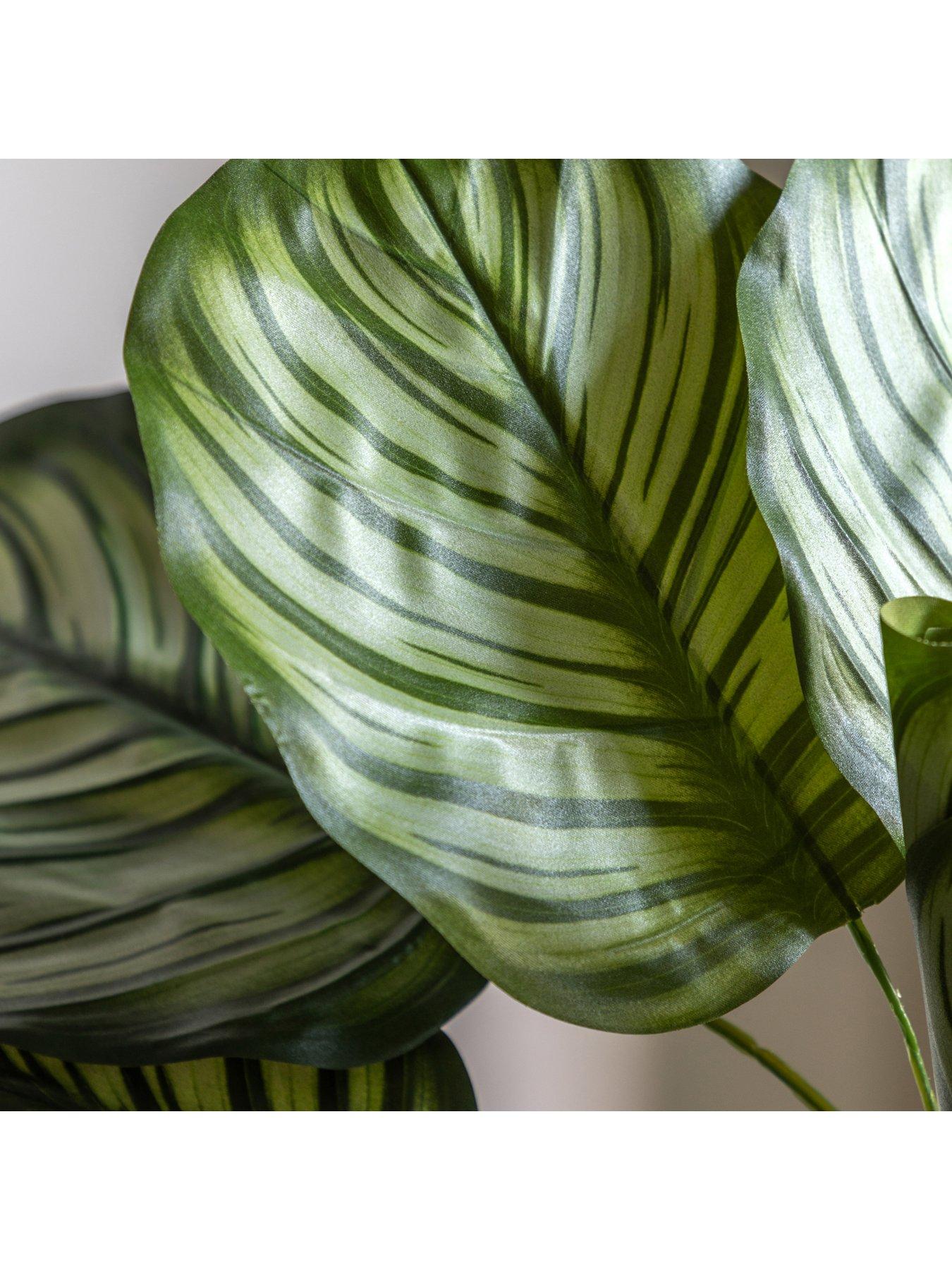 Image 3 of 6 of Gallery Direct Potted Calathea Leaf Tree 2ft
