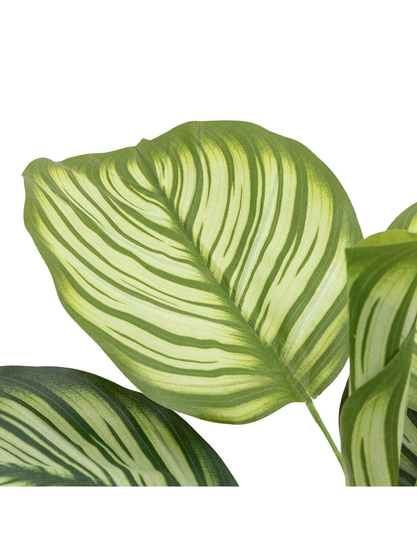 Image 5 of 6 of Gallery Direct Potted Calathea Leaf Tree 2ft