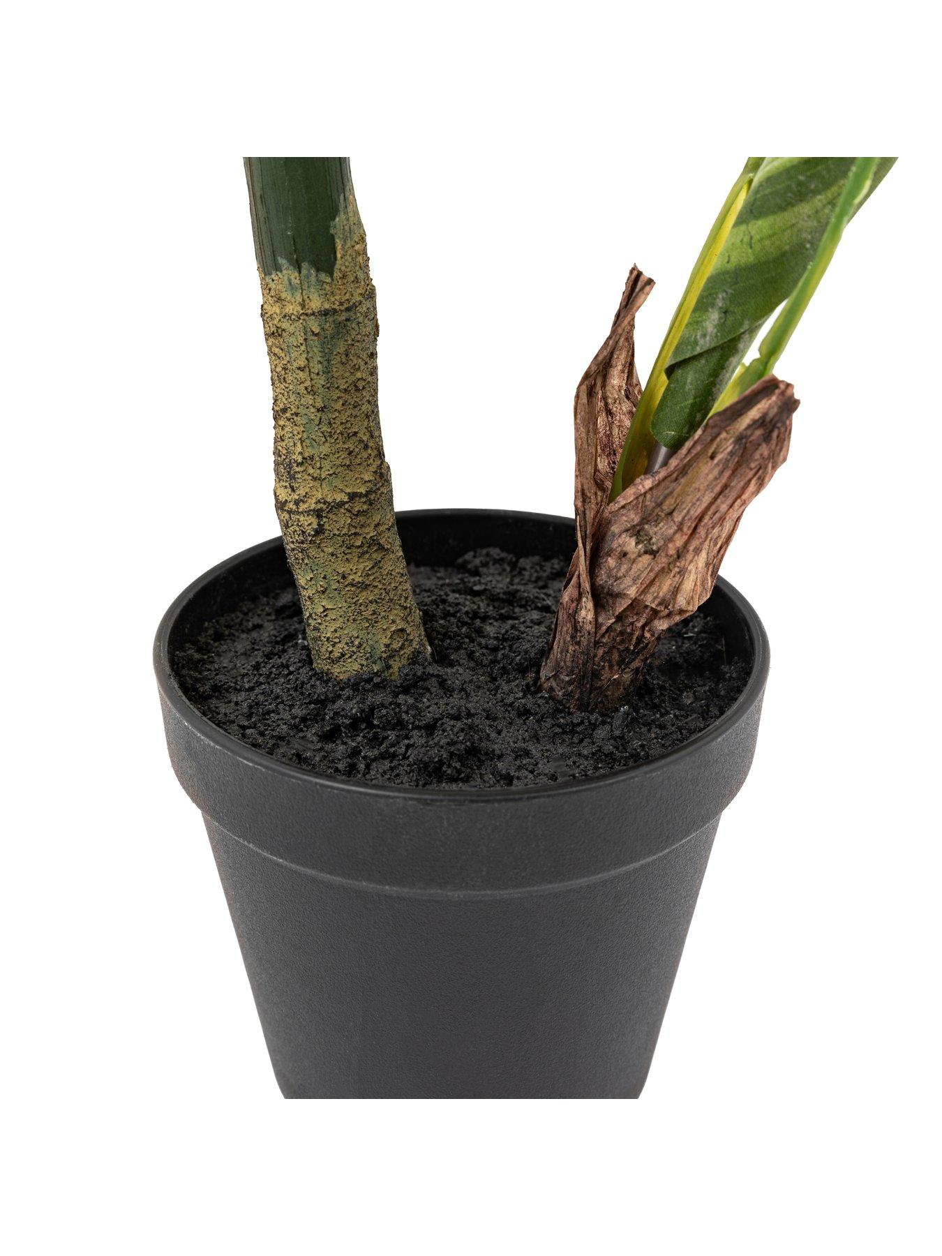 Image 6 of 6 of Gallery Direct Potted Calathea Leaf Tree 2ft