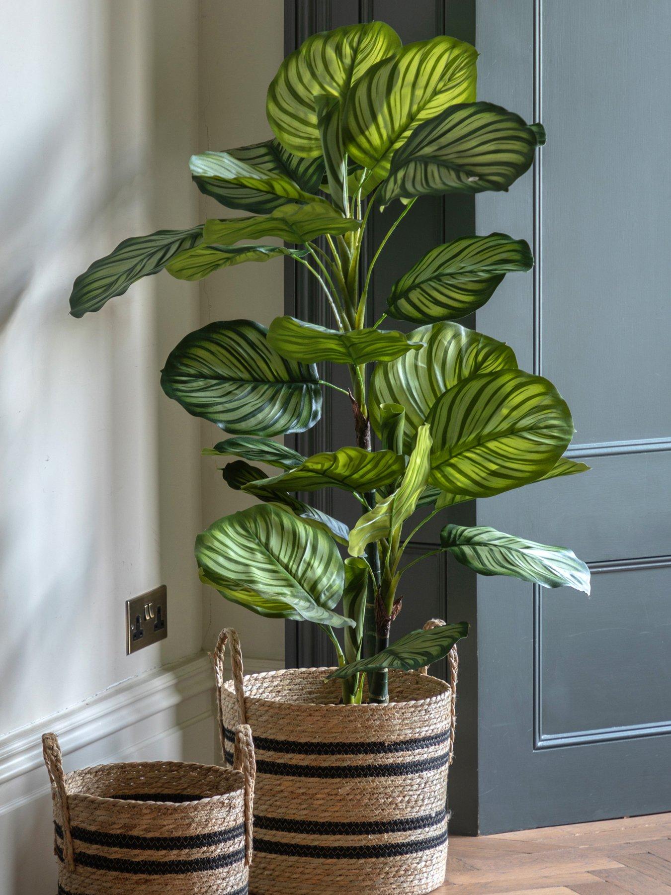 Gallery Direct Potted Calathea Leaf Tree 4ft
