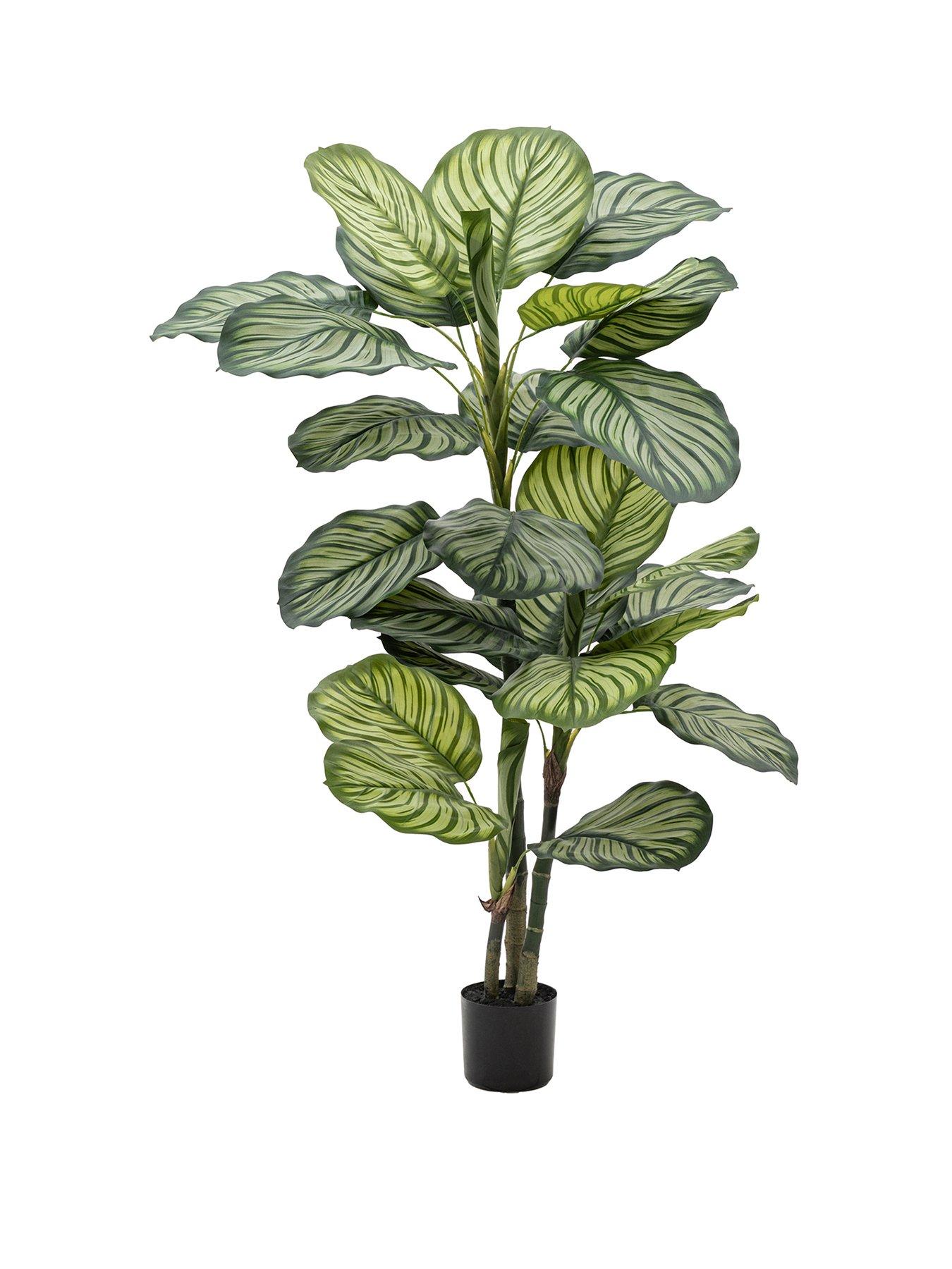  image of gallery-direct-potted-calathea-leaf-tree-4ft