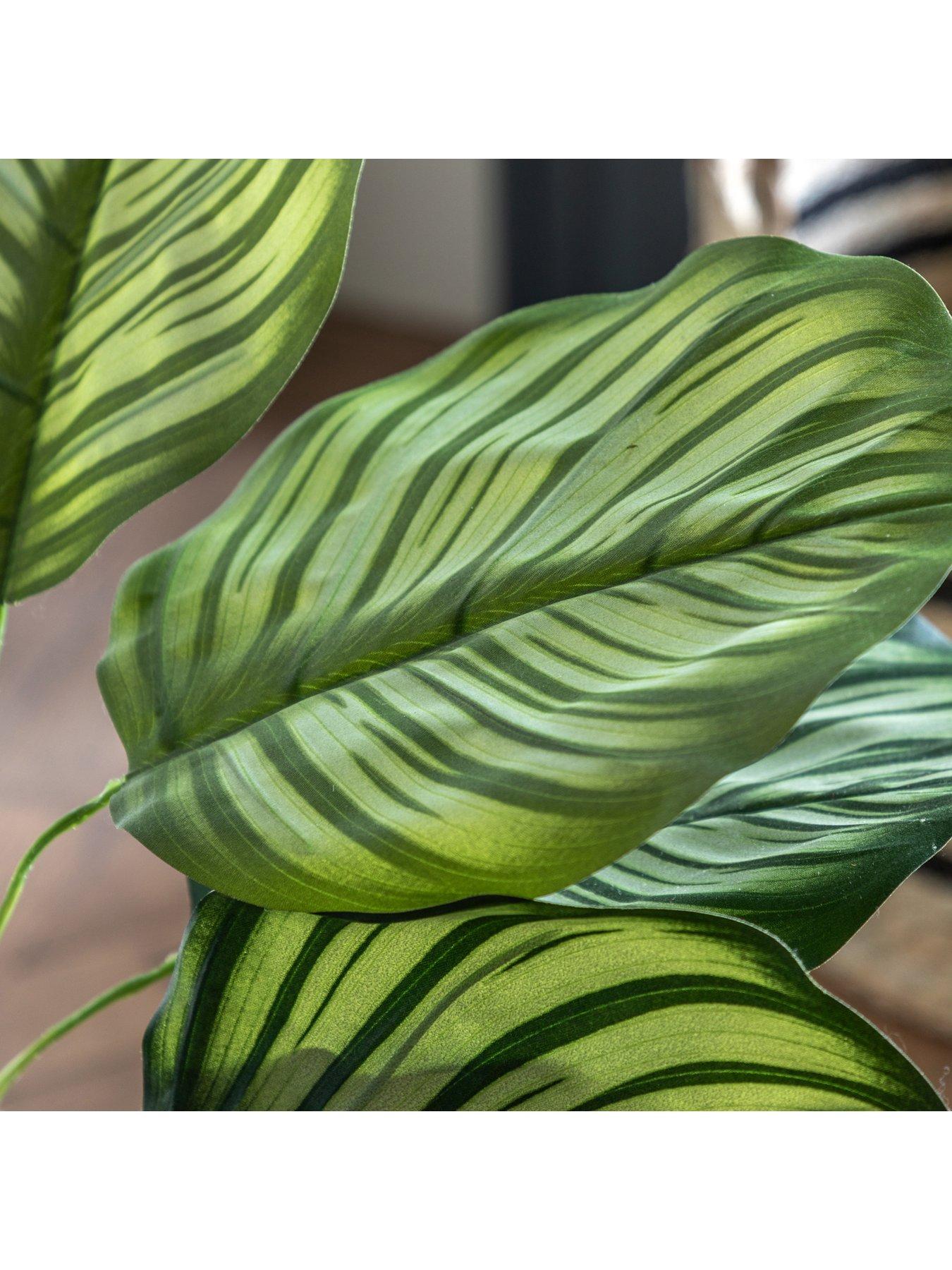  image of gallery-direct-potted-calathea-leaf-tree-4ft