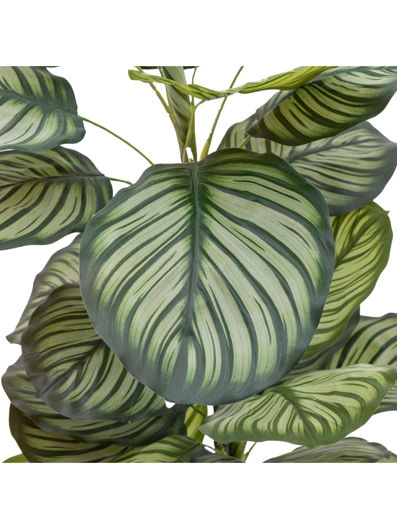  image of gallery-direct-potted-calathea-leaf-tree-4ft