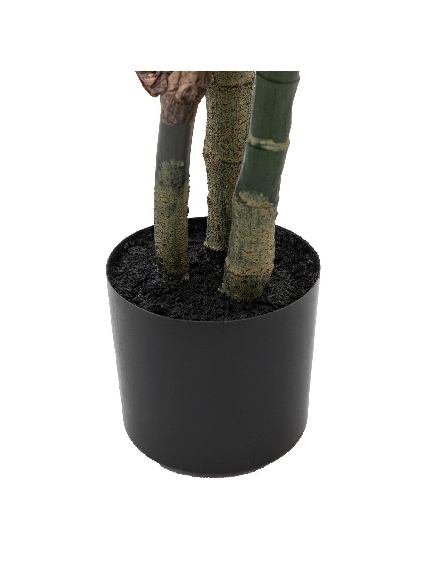  image of gallery-direct-potted-calathea-leaf-tree-4ft