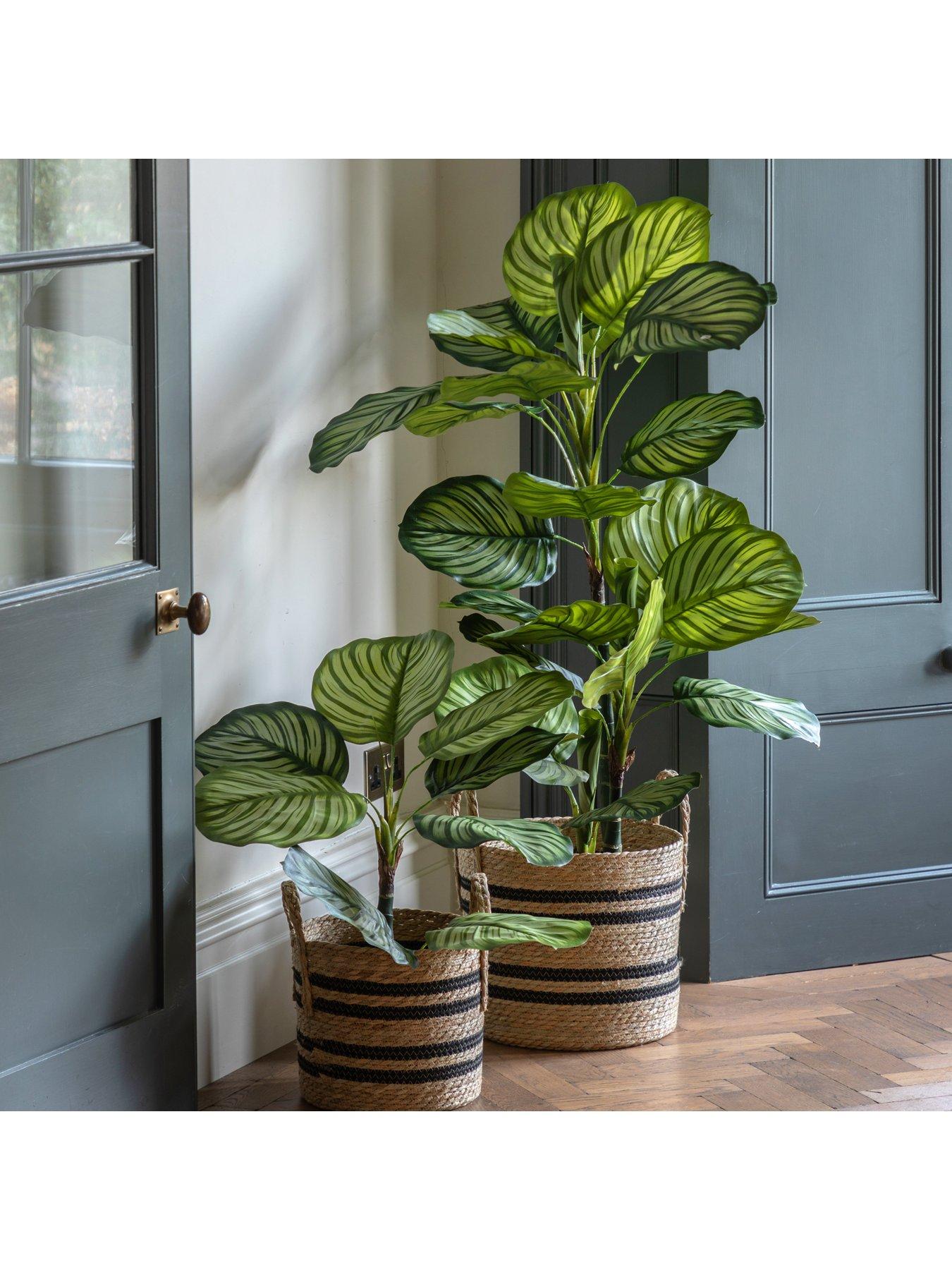  image of gallery-direct-potted-calathea-leaf-tree-4ft